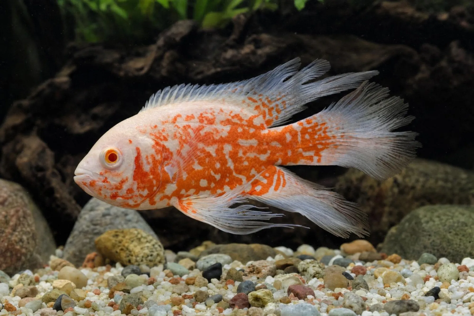 Pfauenaugenbuntbarsch „Red Albino“, Schleier, Astronotus ocellatus