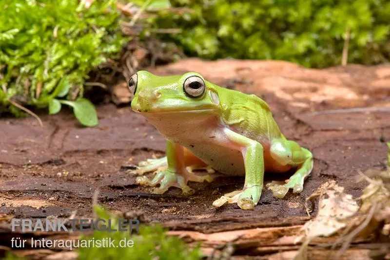 Korallenfinger-Laubfrosch, Litoria caerulea