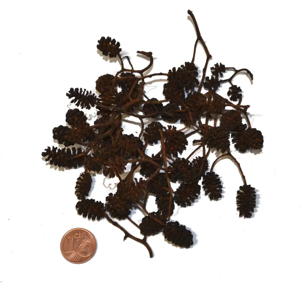Erlenzapfen, 50 g