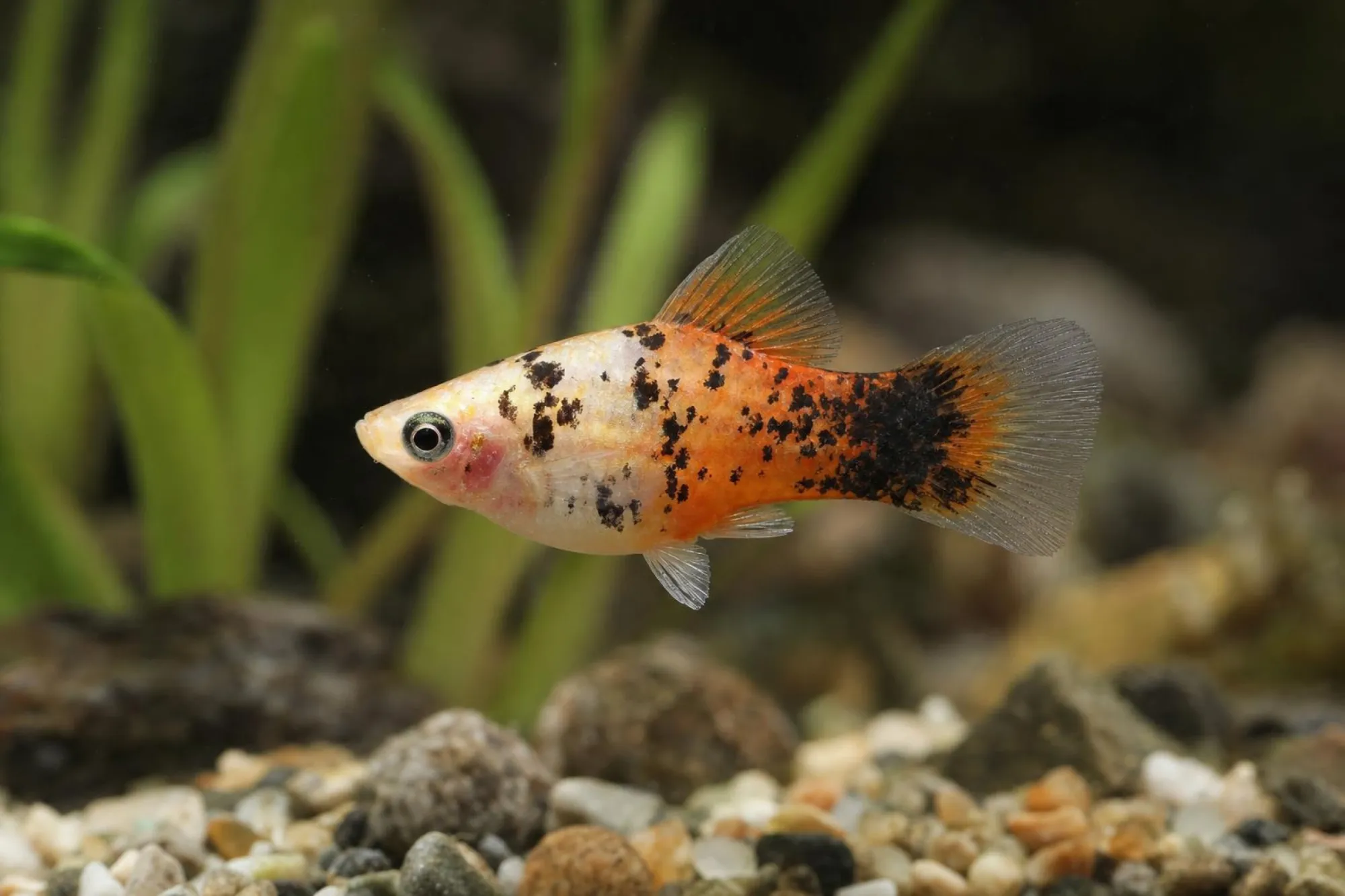 Pinselplaty-Mix, Xiphophorus maculatus