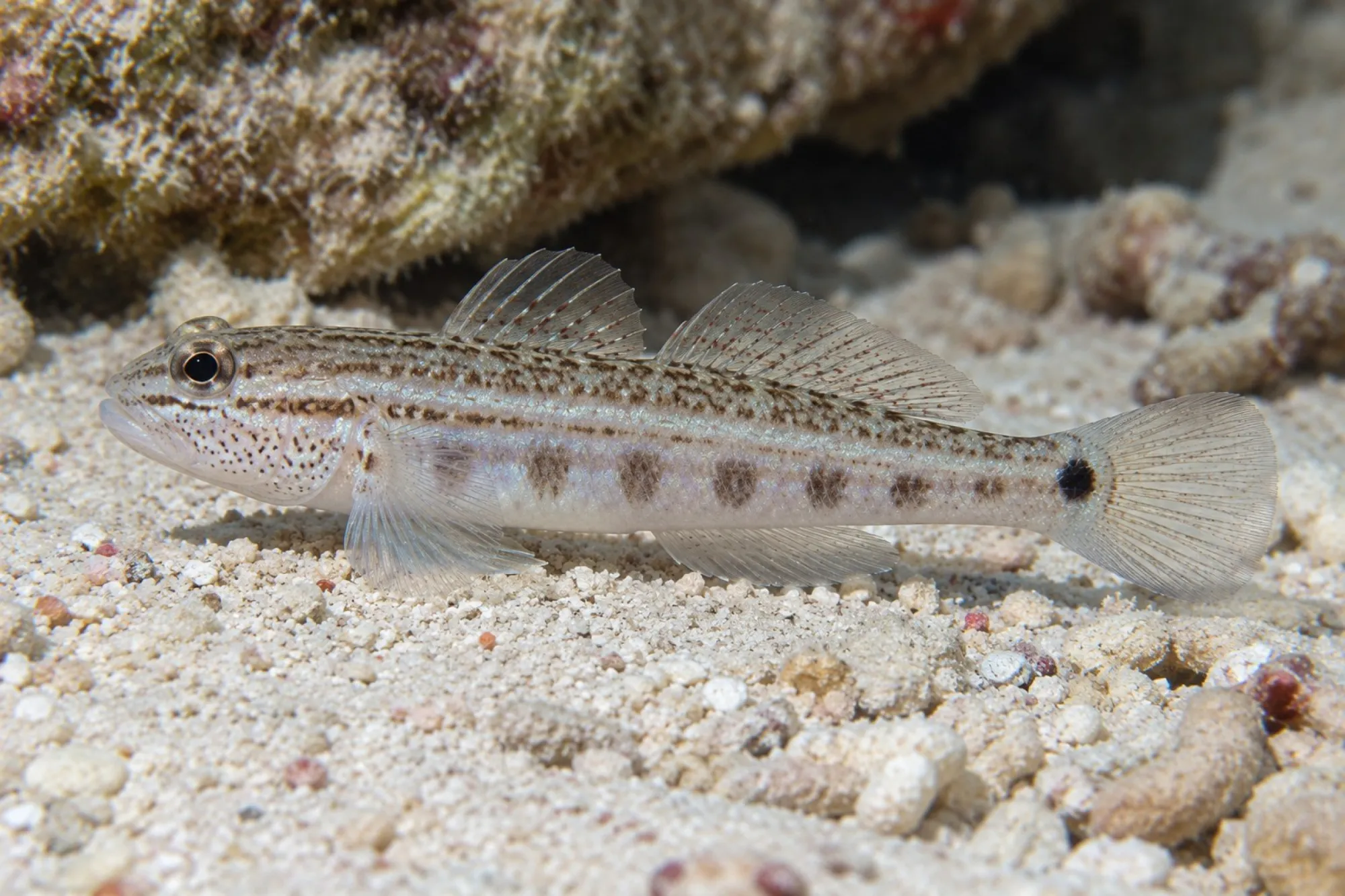 Buan Baggergrundel – Nachzucht, Amblygobius buanensis