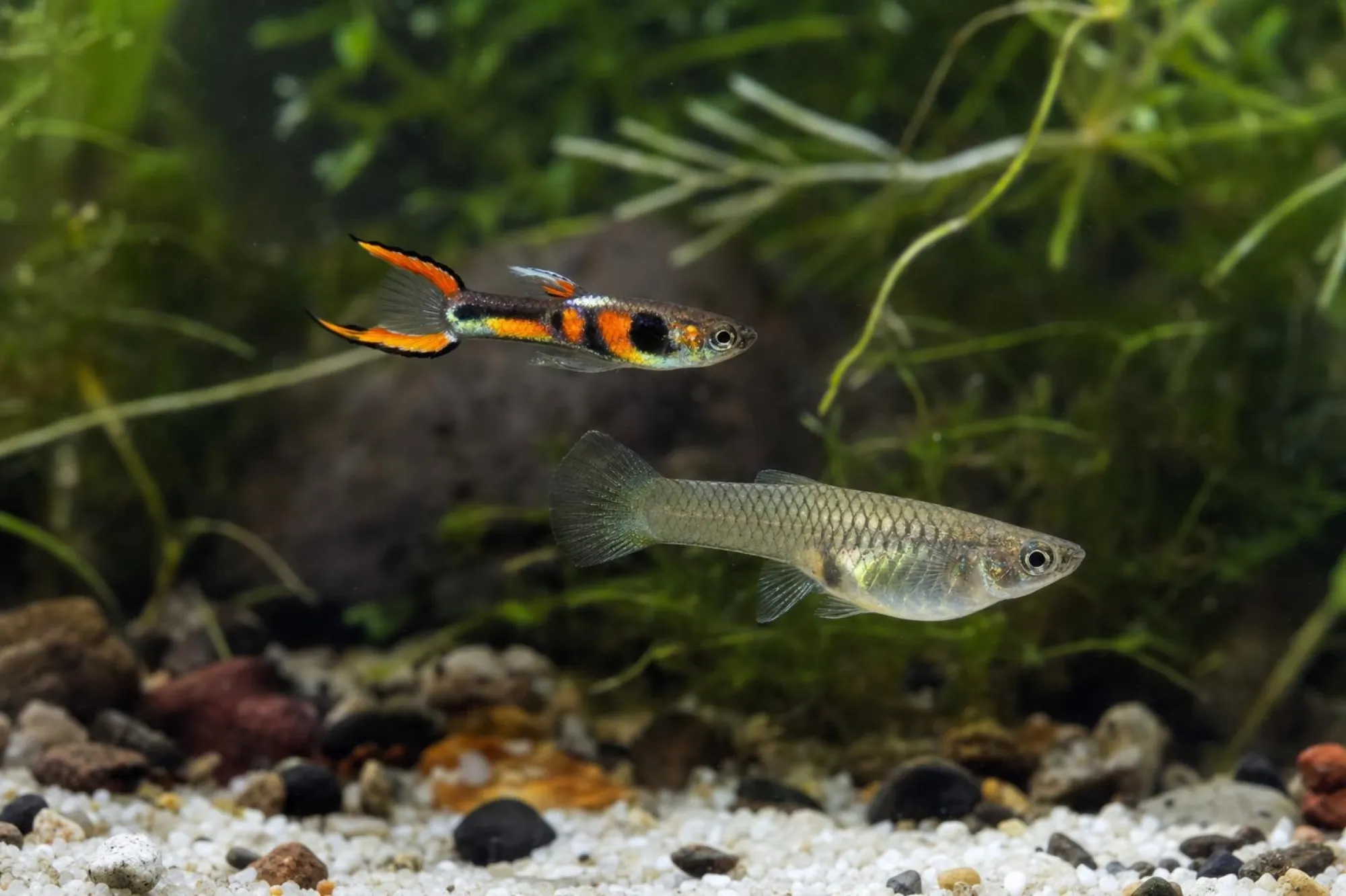 Kardinal-Endler-Guppy (Paar), Poecilia wingei