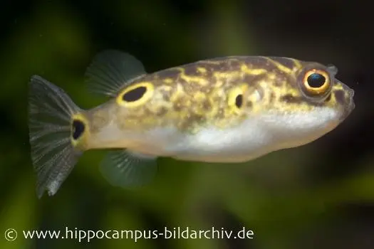 Augenfleck-Kugelfisch, Tetraodon biocellatus