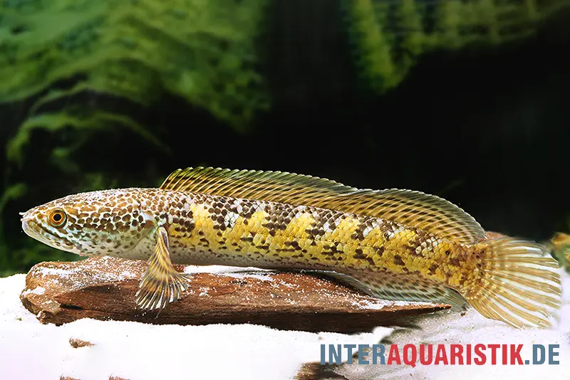 Goldfleck-Schlangenkopf, Channa aurantimaculata