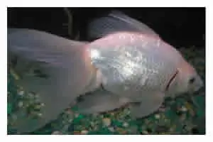 Schleierschwanz Platinum weiß, Carassius auratus (Kaltwasser)