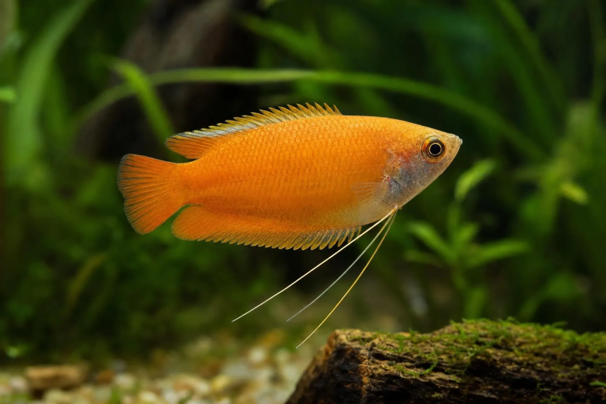 Oranger Honiggurami, Trichogaster chuna