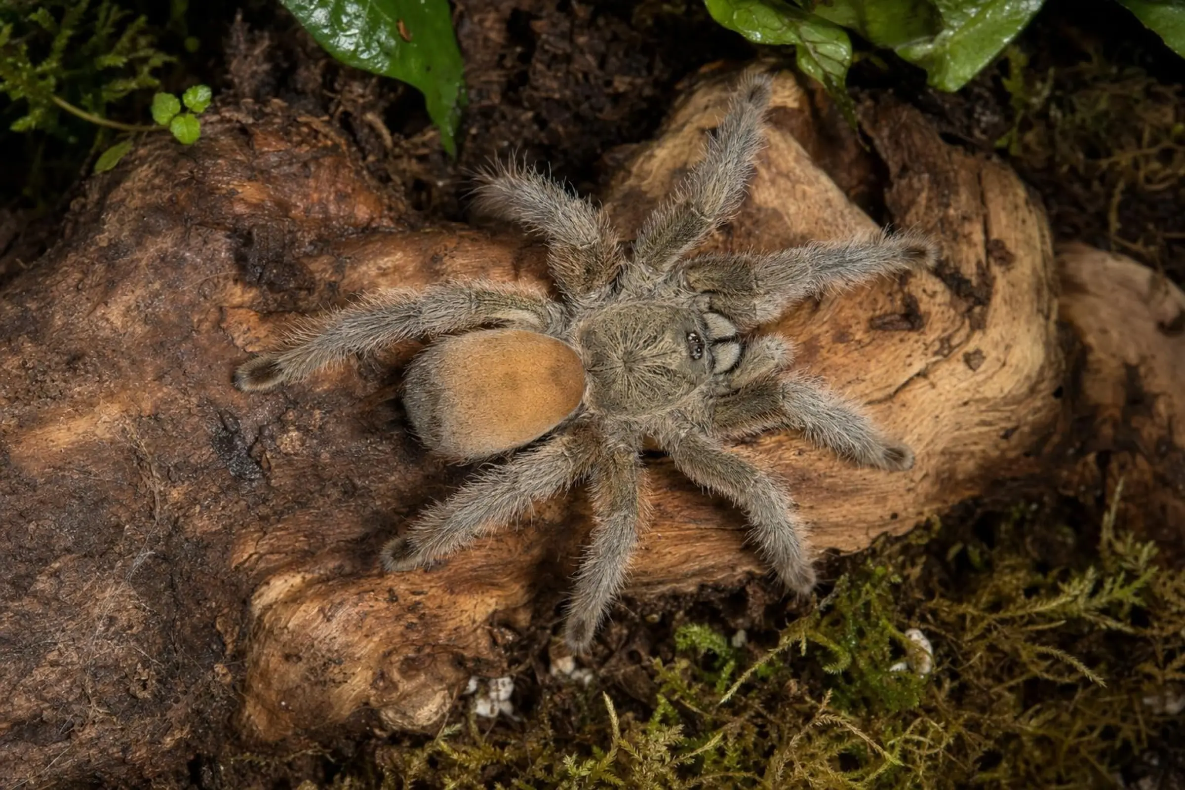 Panama-Blond-Vogelspinne aus Nachzucht, Psalmopoeus pulcher