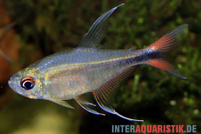 Phönixsalmler, Hyphessobrycon filamentosus (Hemigrammus)
