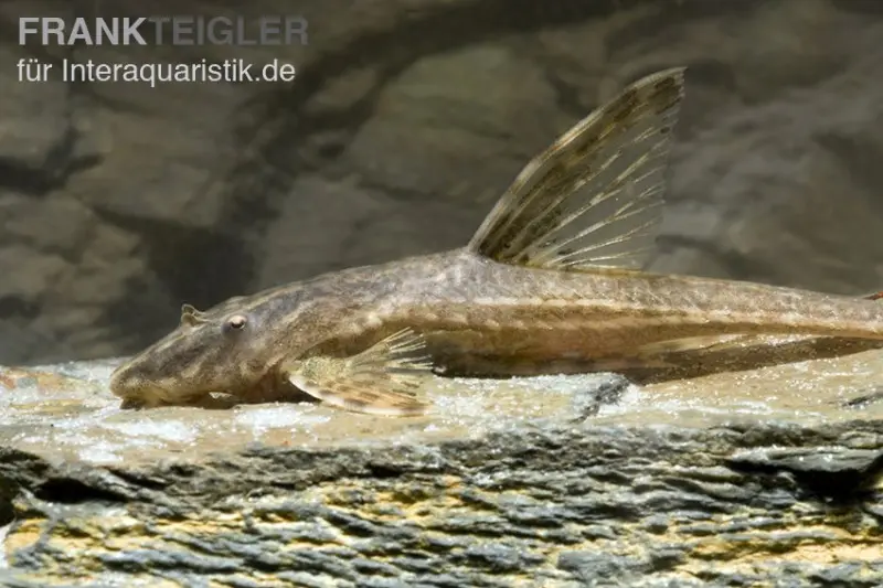 Schokoladenbrauner Hexenwels, Rineloricaria lanceolata, 5-6 cm