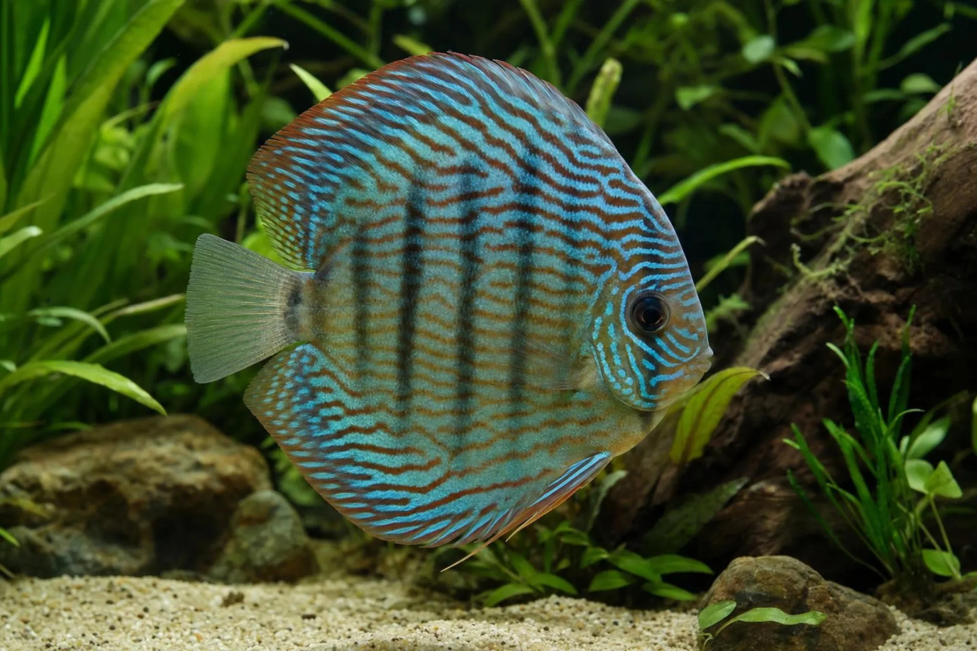 Diskus „Brilliant Turquoise“, Symphysodon aequifasciatus, ca. 9,0 cm