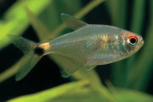 Schlußlichtsalmler, Hemigrammus ocellifer, 2-3 cm