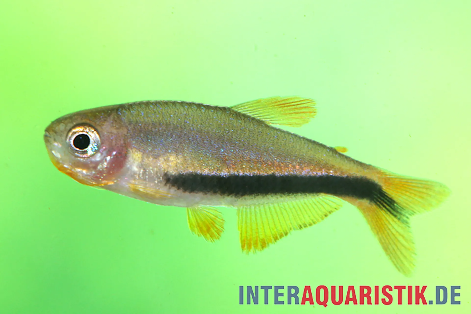 Seitliche Aufnahme eines kleinen Aquarium-Zierfischs mit deutlichem schwarzen Längsstreifen, gelblichen Flossen und schillernden Schuppen vor grünem Hintergrund (Wasserzeichen: interaquaristik.live)