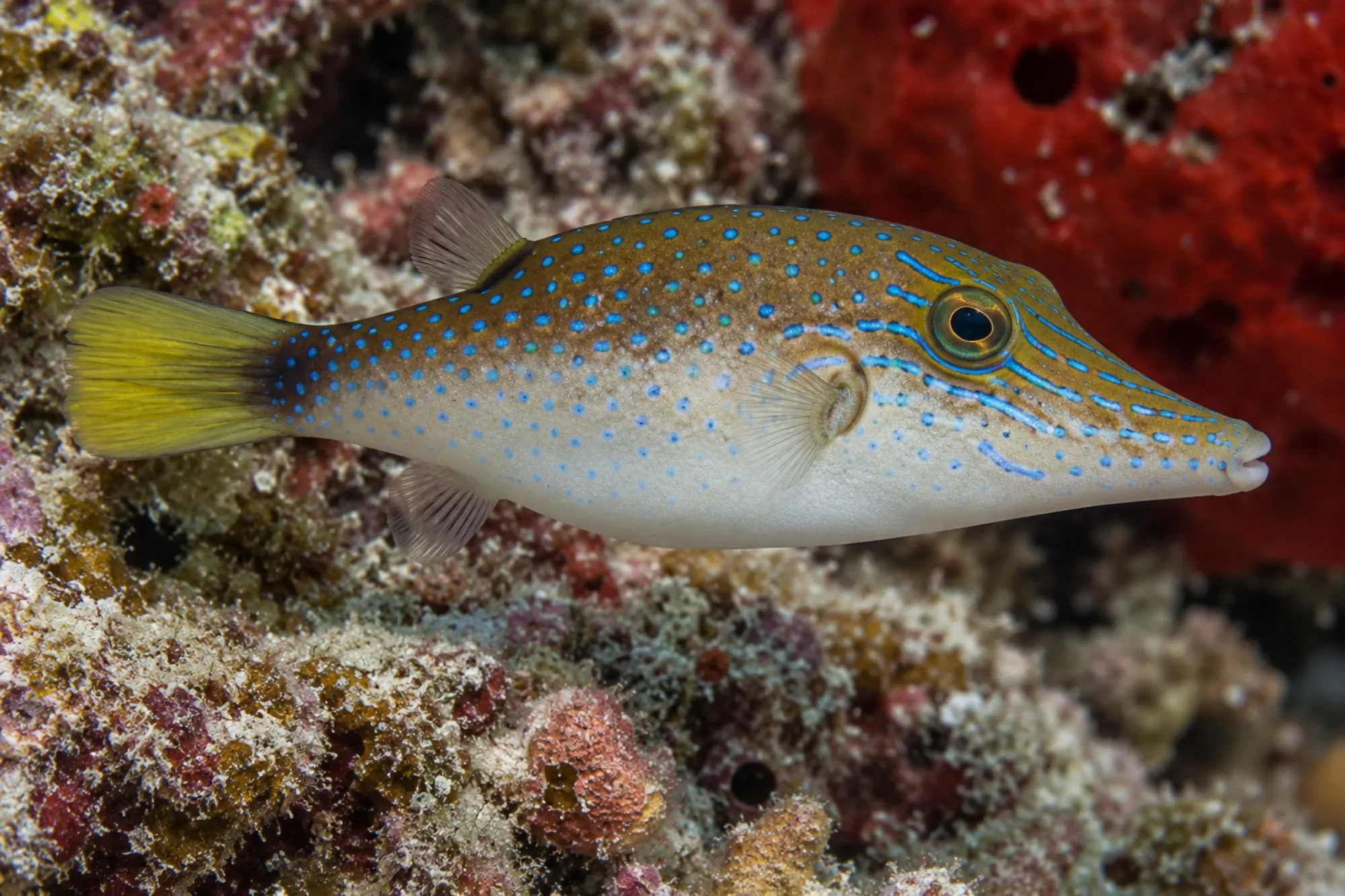 Karibischer Spitznasen Kugelfisch, Canthigaster rostrata