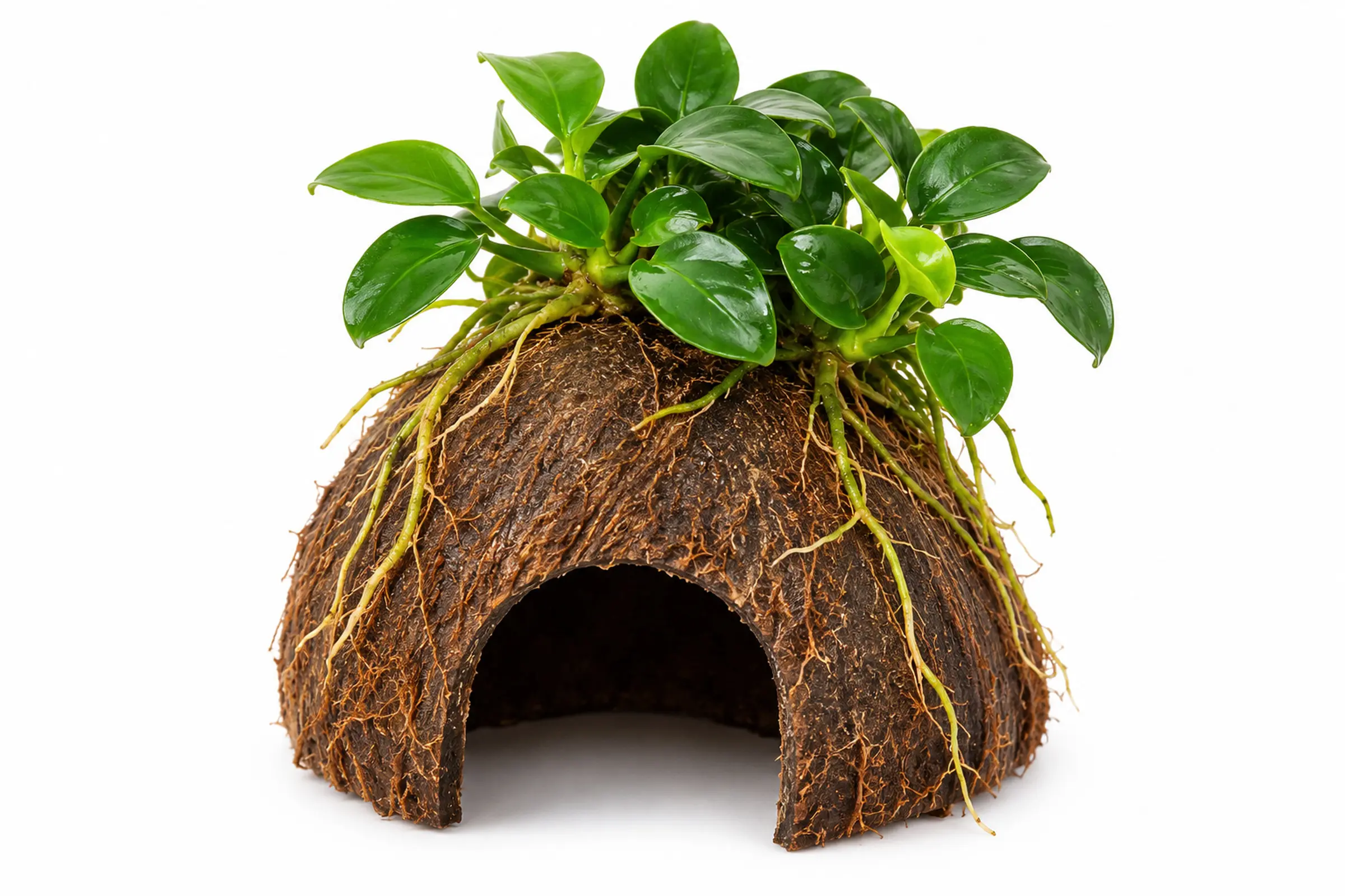 Dennerle Nano Cave aus einer Kokosnusshälfte mit Anubias nana Bonsai vor weißem Hintergrund.