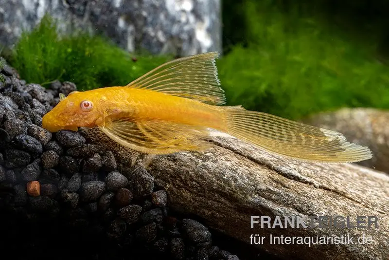 Goldener Schleier-Antennenwels, Ancistrus sp. Long fin Gold-Schleier