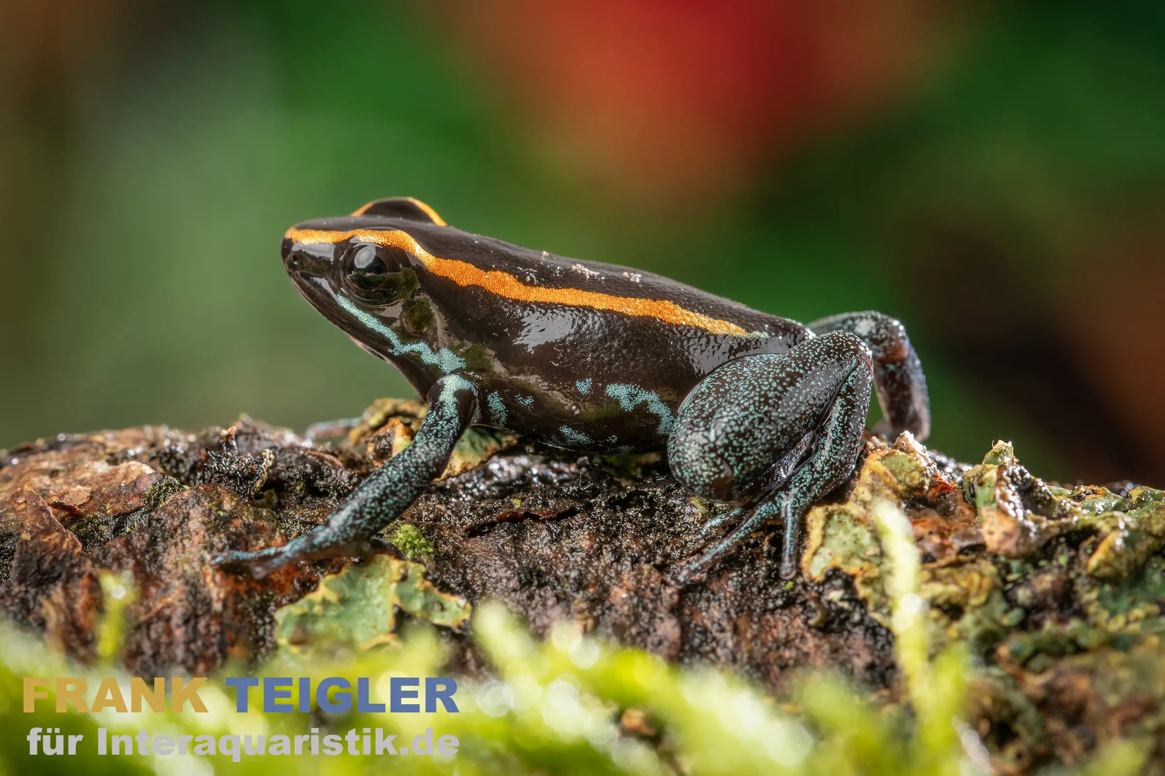 Gestreifter Pfeilgiftfrosch, Phyllobates vittatus