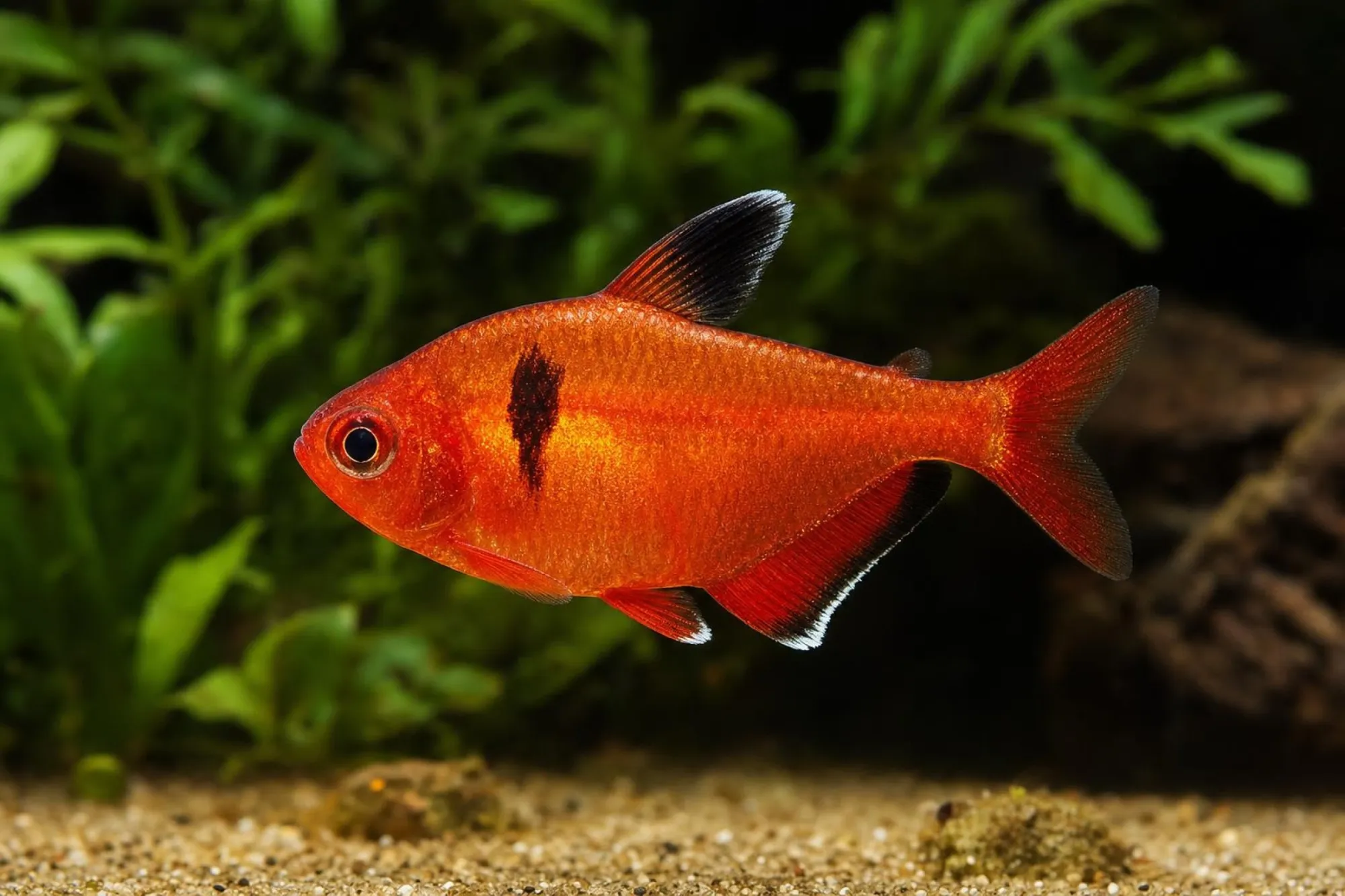 Brillant-Blutsalmler, Megalamphodus eques (Hyphessobrycon eques)