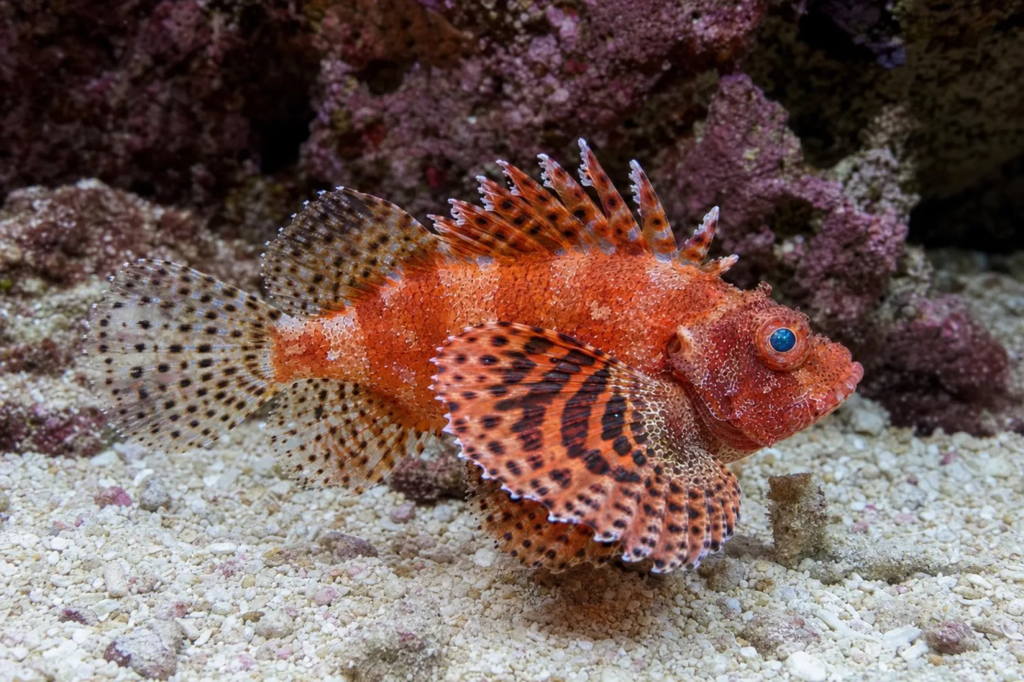 Kurzflossen-Zwergfeuerfisch, Dendrochirus brachypterus, ca. 4,0-6,0 cm
