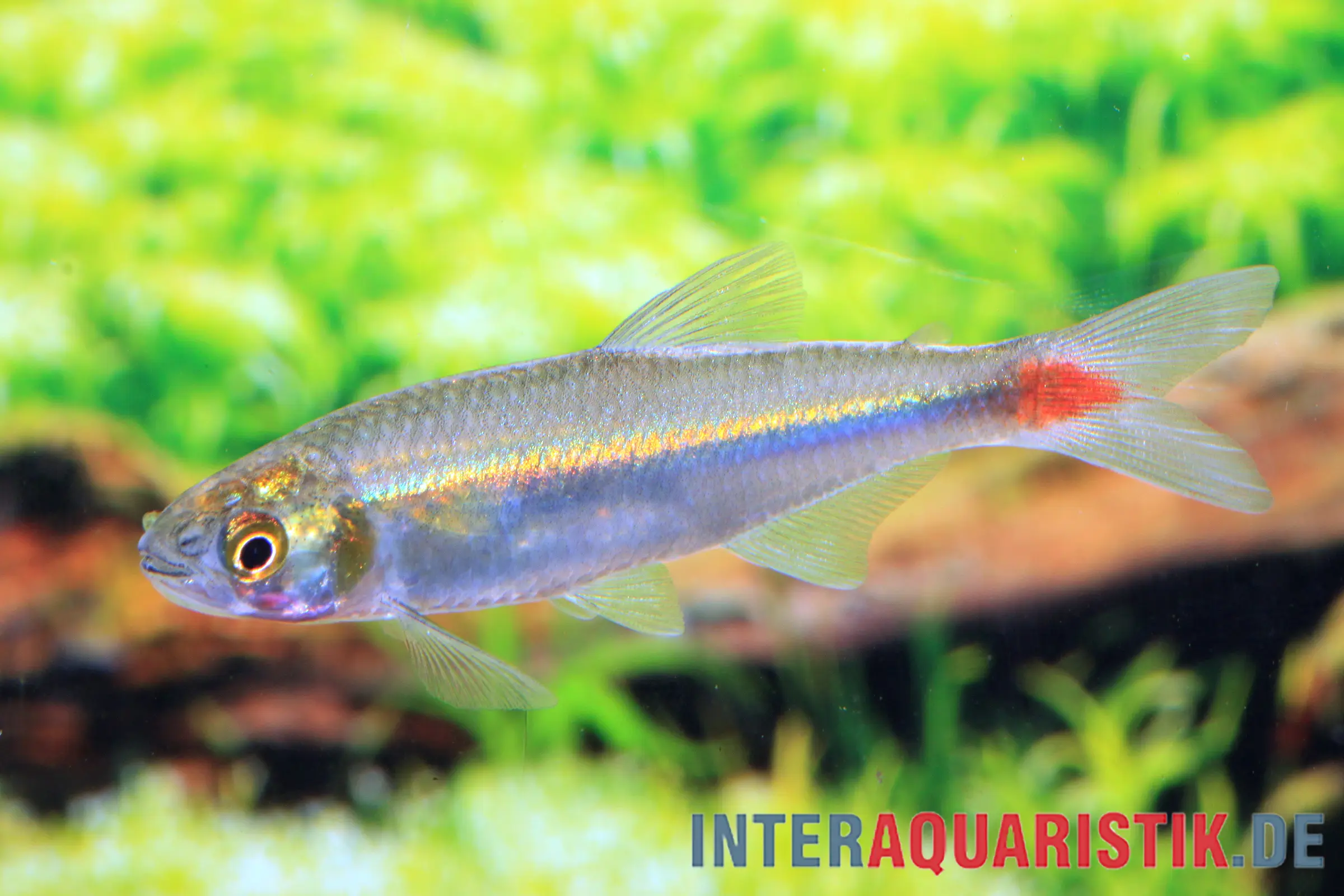 Laubensalmler, Aphyocharax alburnus