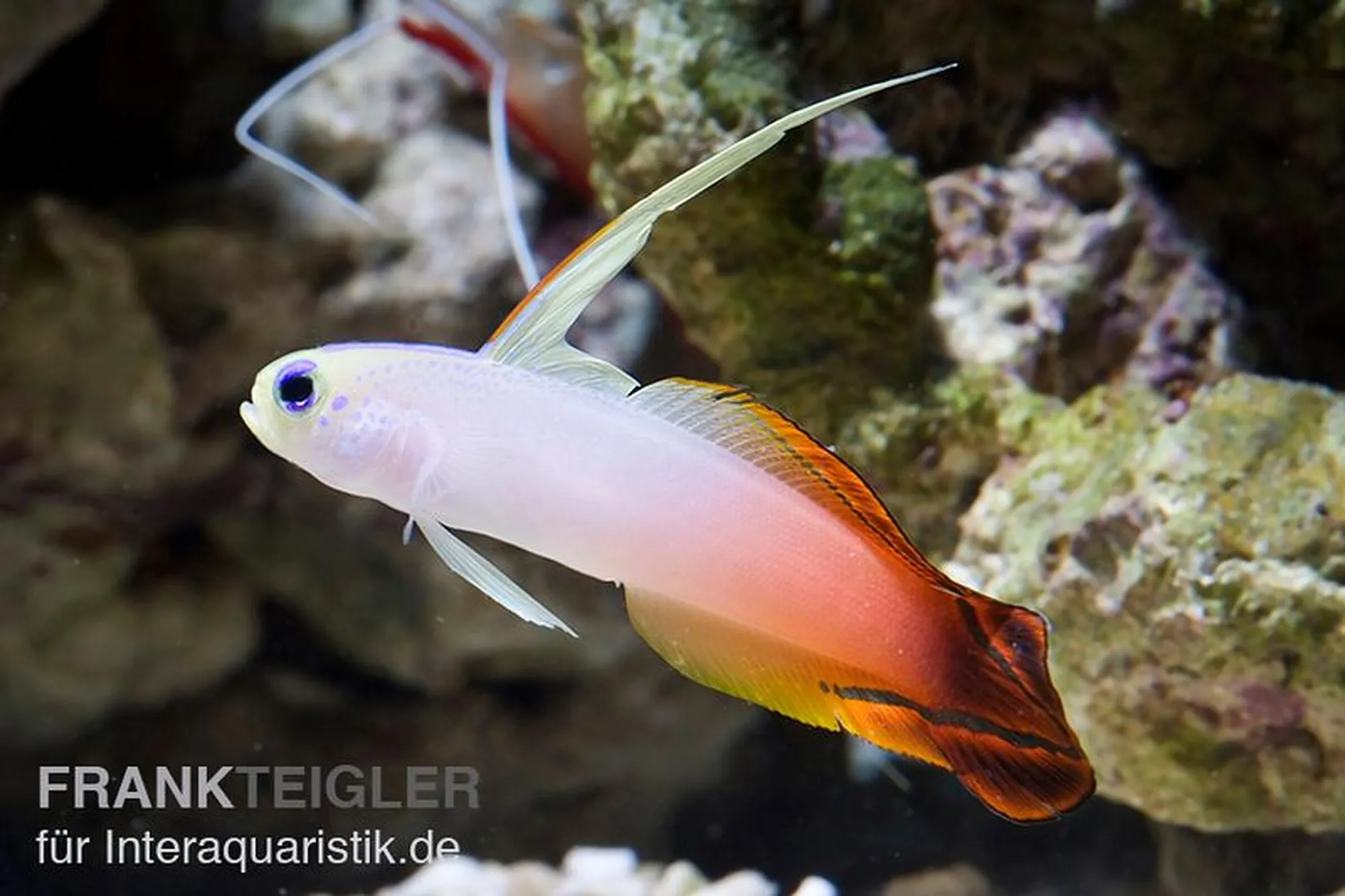 Feuerschwertgrundel, Nemateleotris magnifica