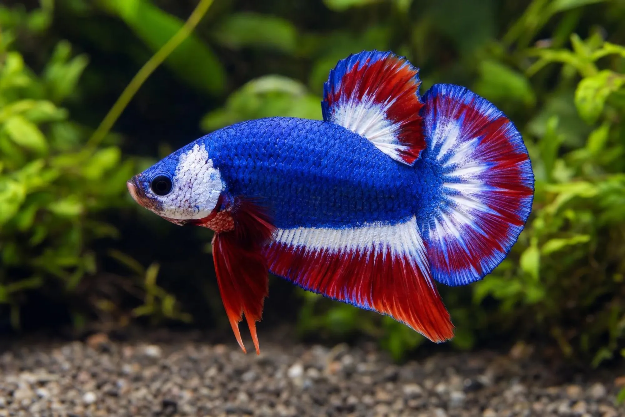 Siamesischer Kampffisch Plakat „Thai Flag“, Männchen, Betta splendens