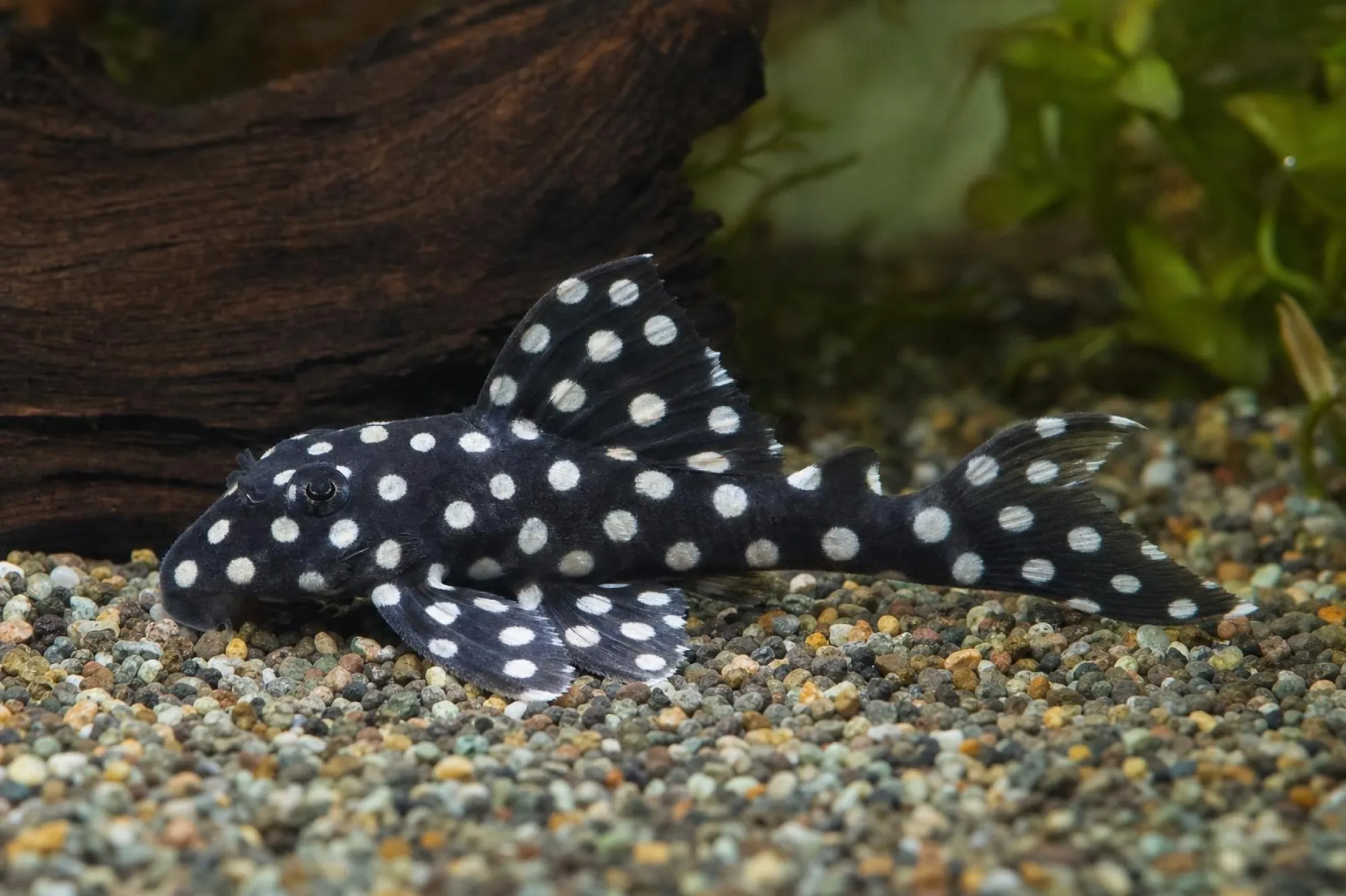 Orinoco-Engelsharnischwels „L201 Big Spots“, Hypancistrus sp., ca. 5,0-6,0 cm