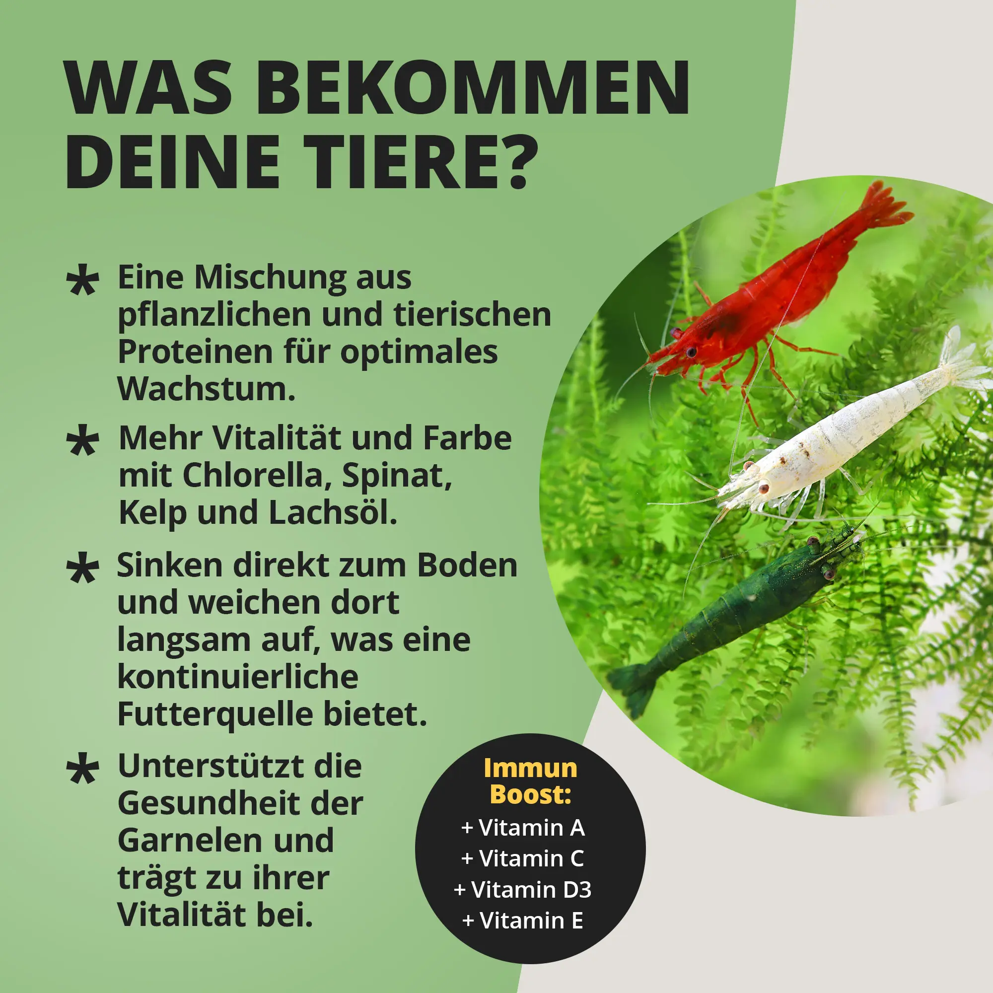 Drei bunte Garnelen auf Wasserpflanzen