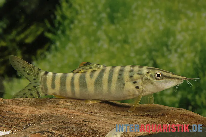 Tigerschmerle, Botia helodes, 6-9 cm