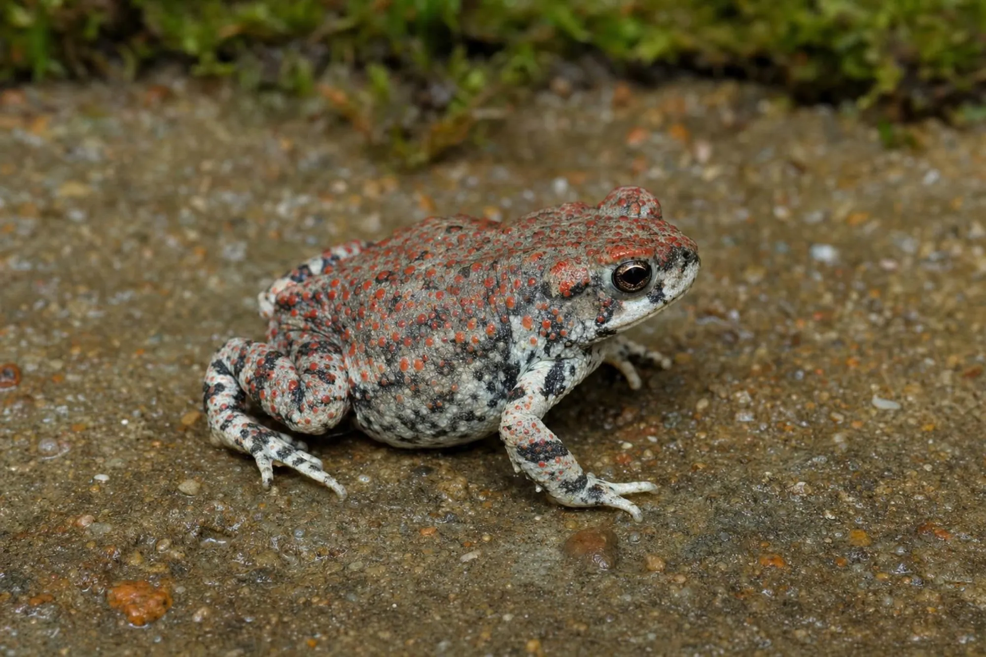 Rotpunktkröte, Anaxyrus punctatus