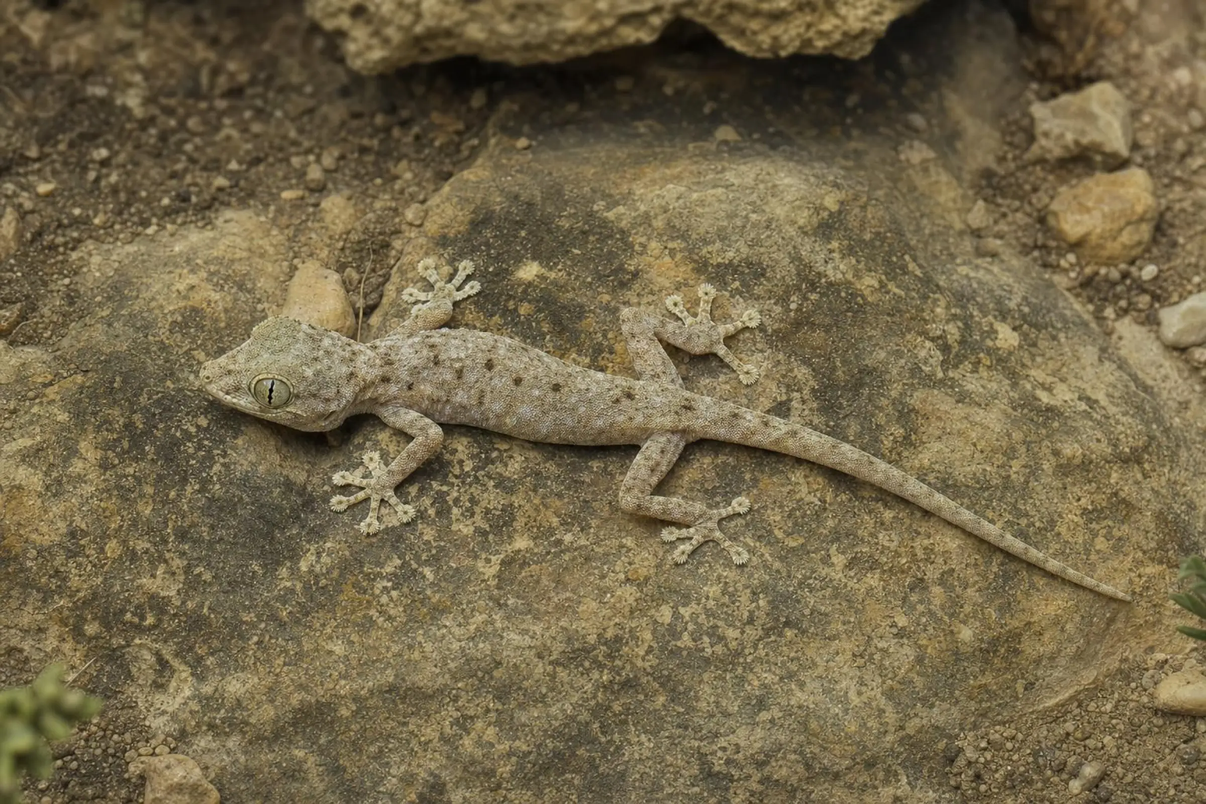 Sahara-Fächerfingergecko, Ptyodactylus siphonorhina