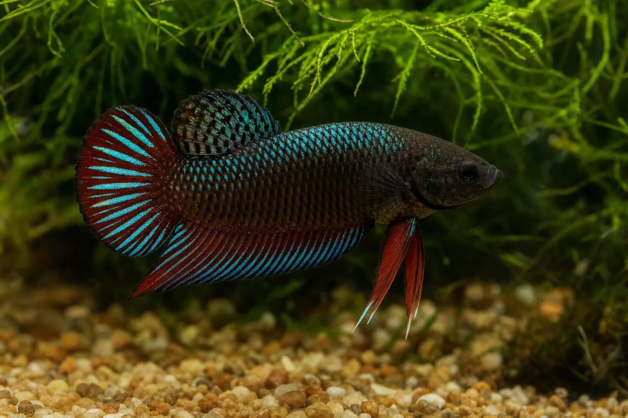 Alien-Kampffisch Rot, Männchen, Betta sp.