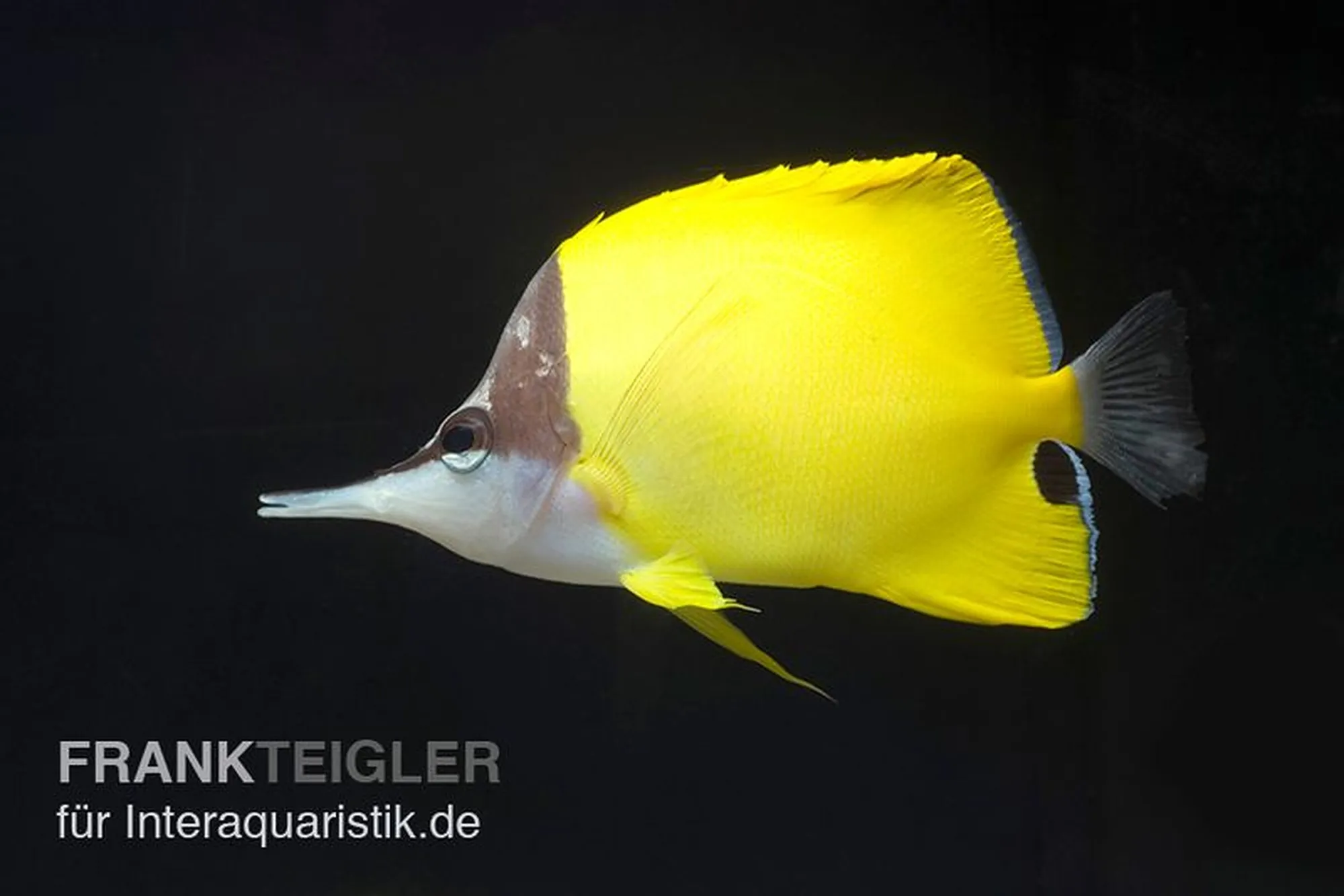 Gelber Langnasen-Pinzettfisch, Forcipiger flavissimus