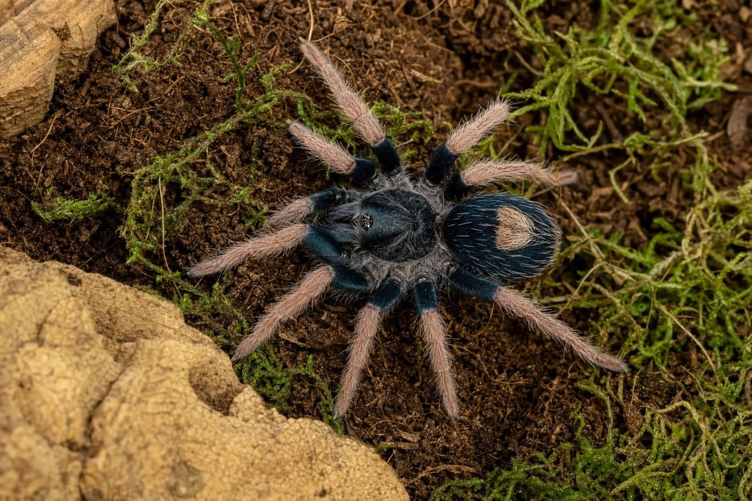 Peruanische Zwergvogelspinne aus EU-Nachzucht, Cyriocosmus aueri
