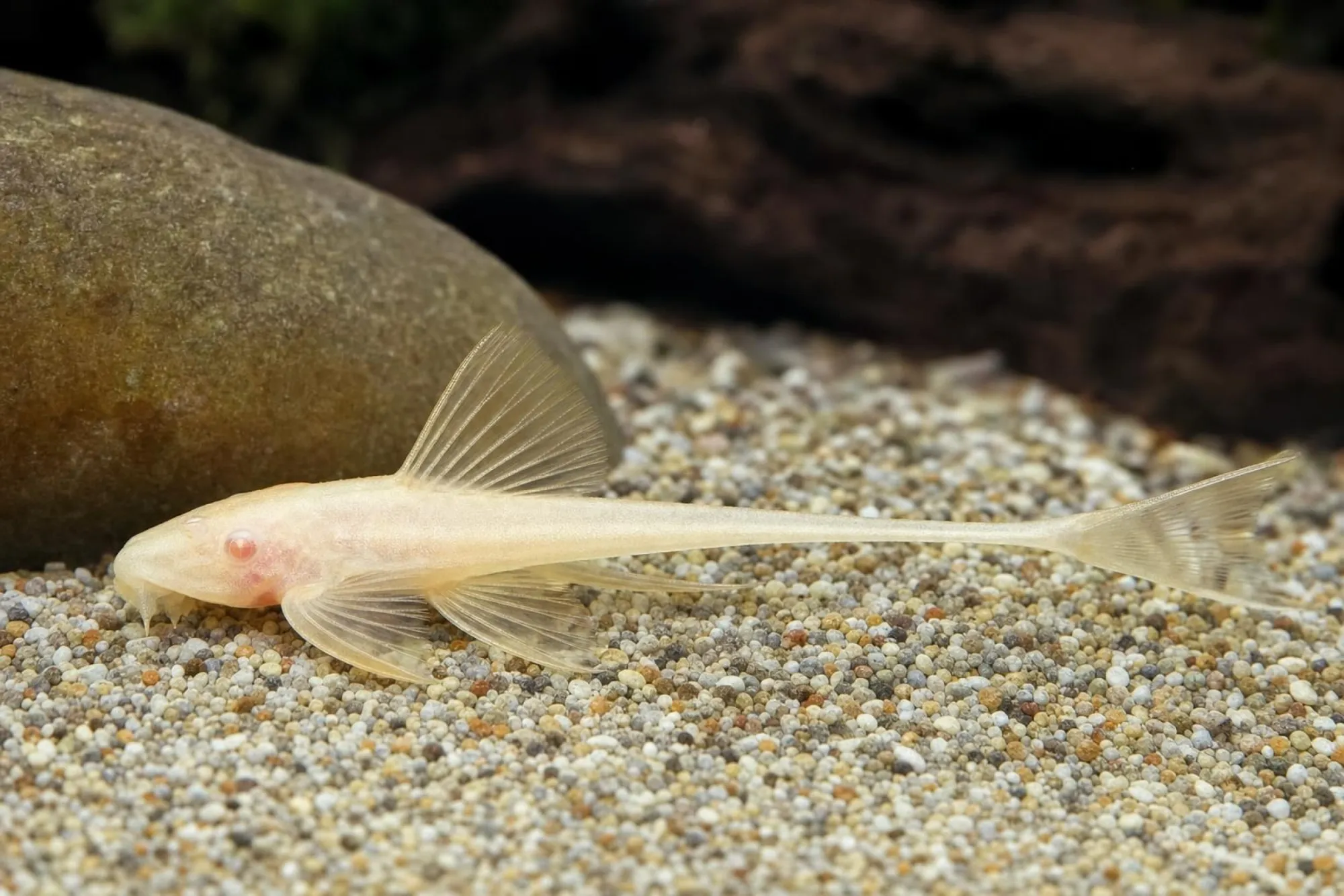 Kleiner Hexenwels „Gold“, Rineloricaria parva