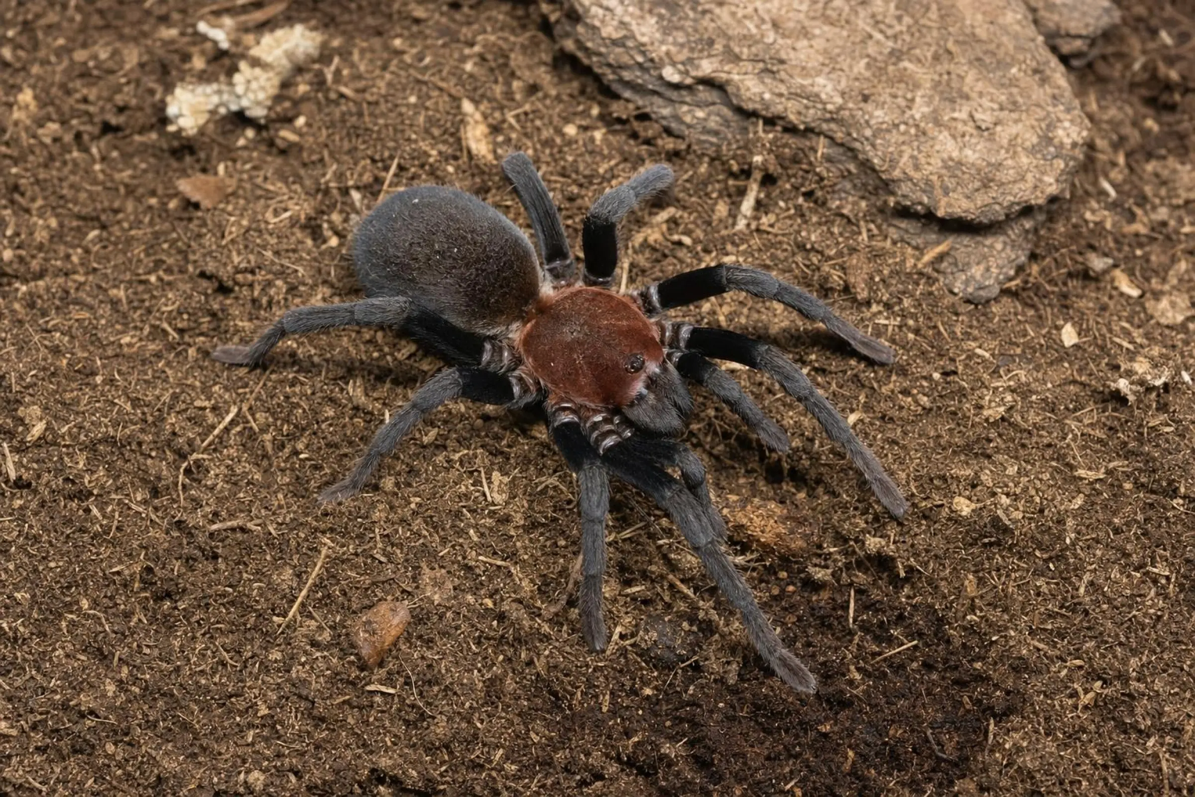 Ecuador-Zwergvogelspinne, Holothele spec. Ecuador
