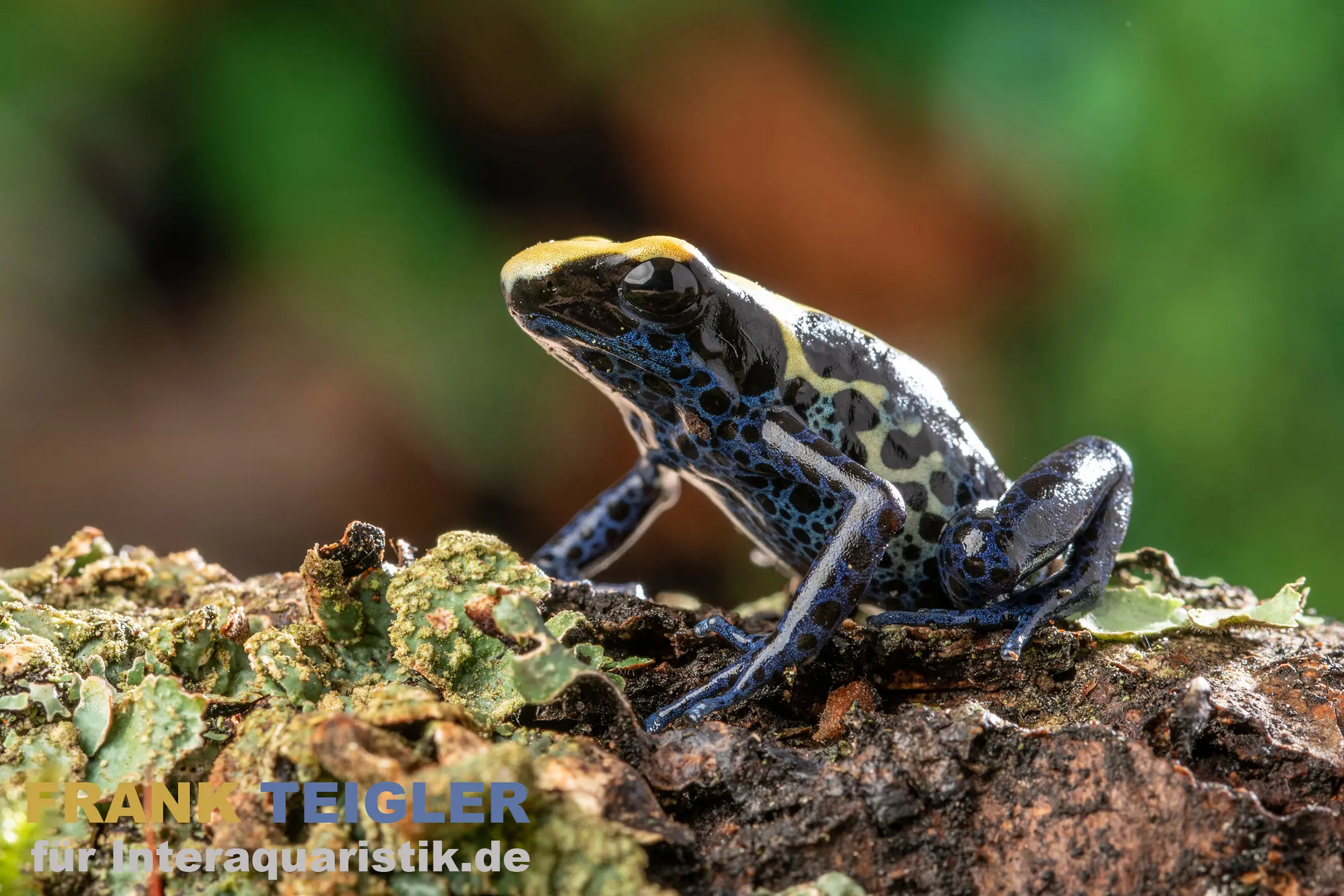Nominat Färberfrosch, Dendrobates tinctorius tinctorius