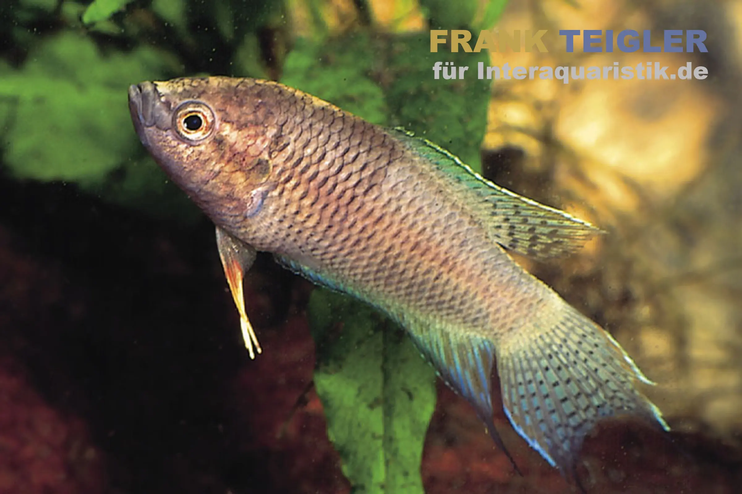 Schwarzer Makropode, Macropodus concolor/spechti
