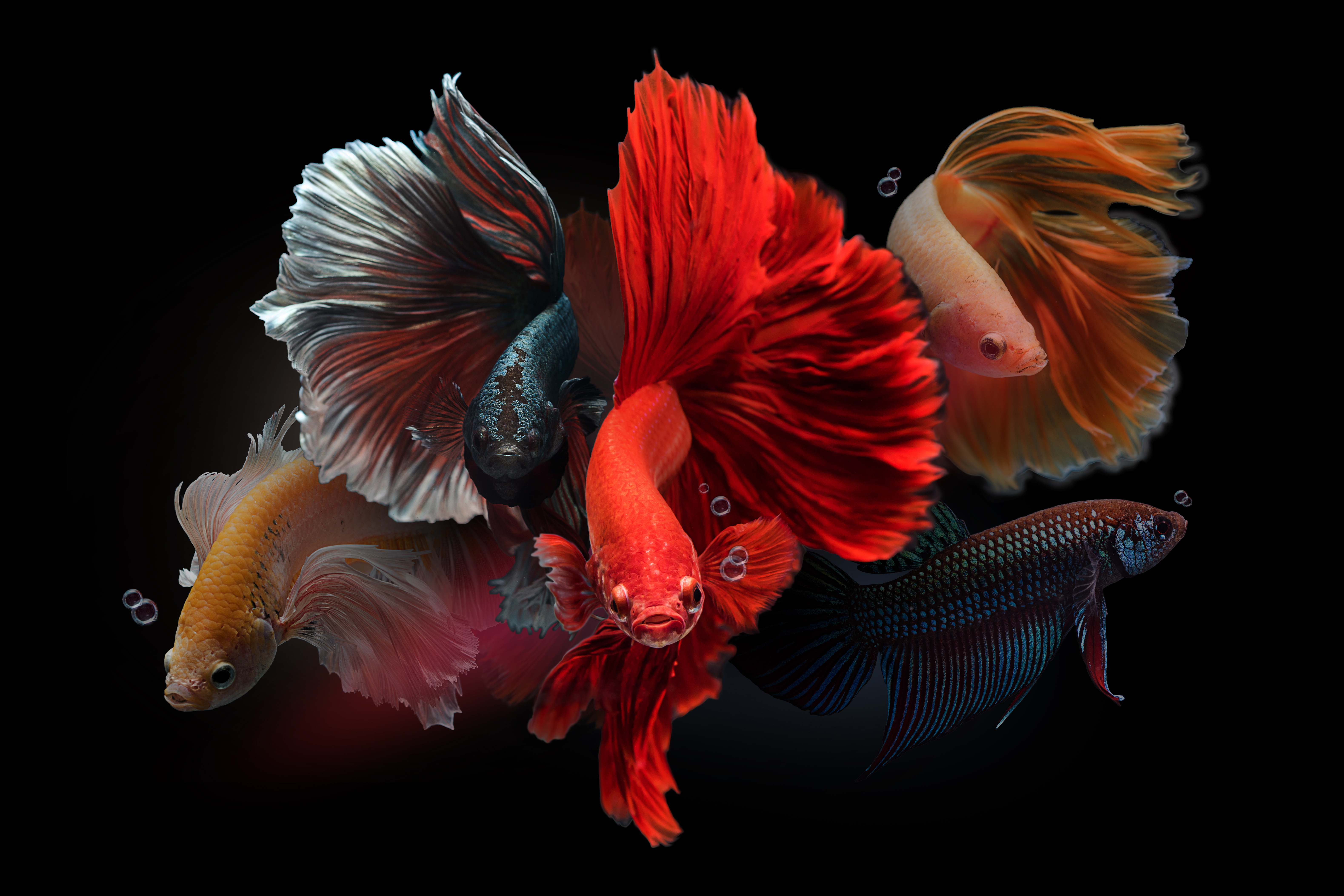 Detail der Flossenpracht bei Betta splendens