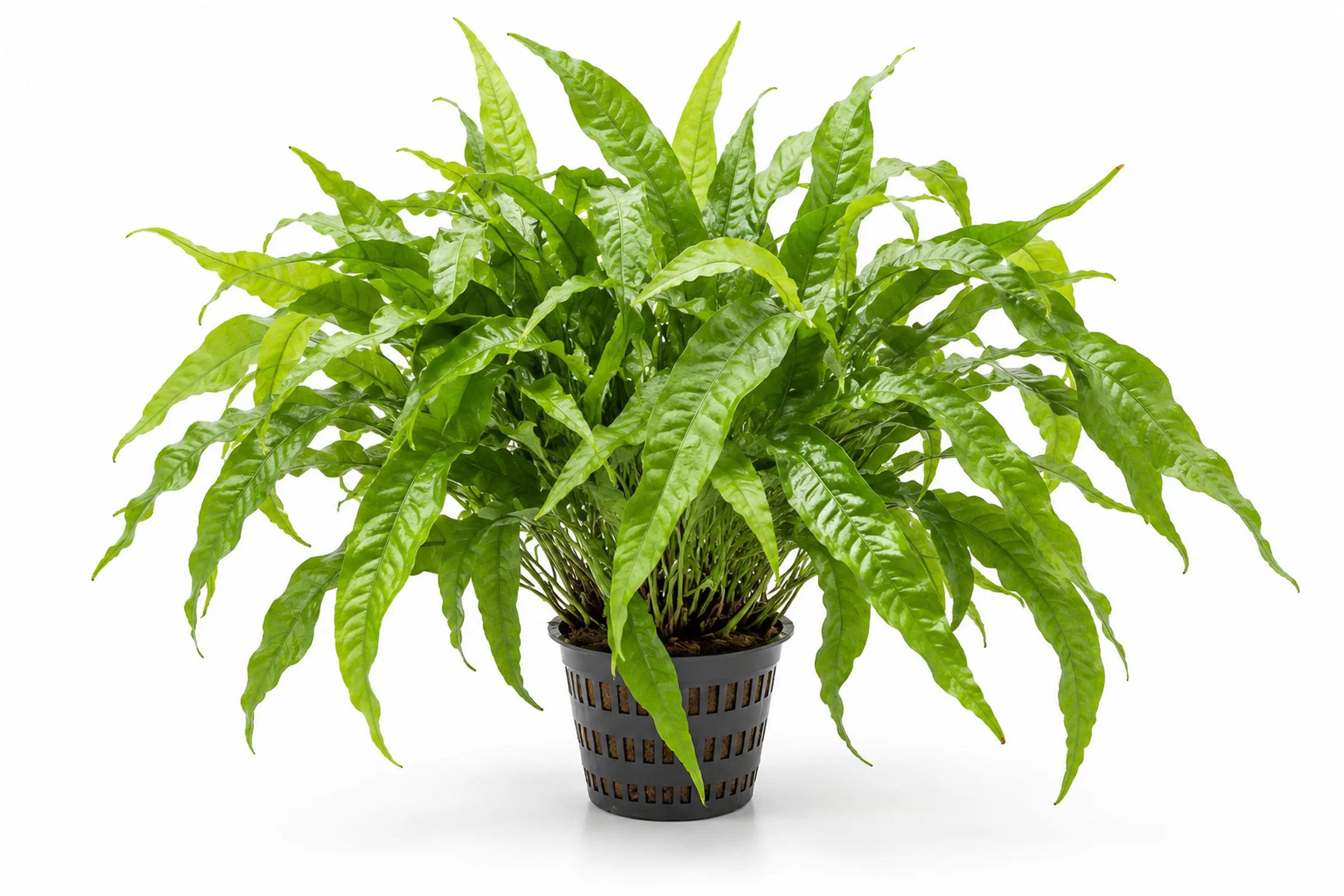 Javafarn, Microsorum pteropus, XXL Topf, Mutterpflanze