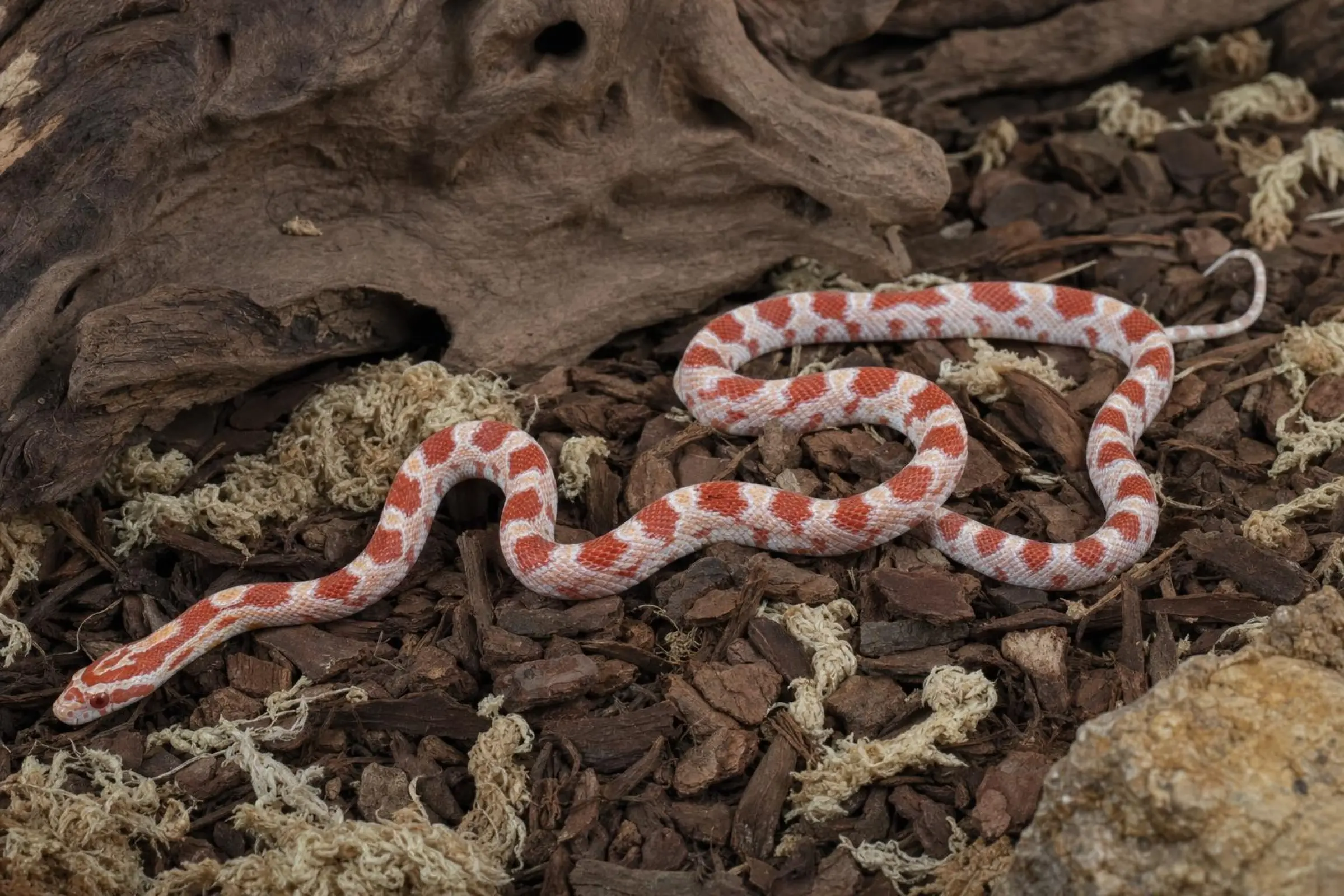 Reverse-Okeetee-Kornnatter, Pantherophis guttatus
