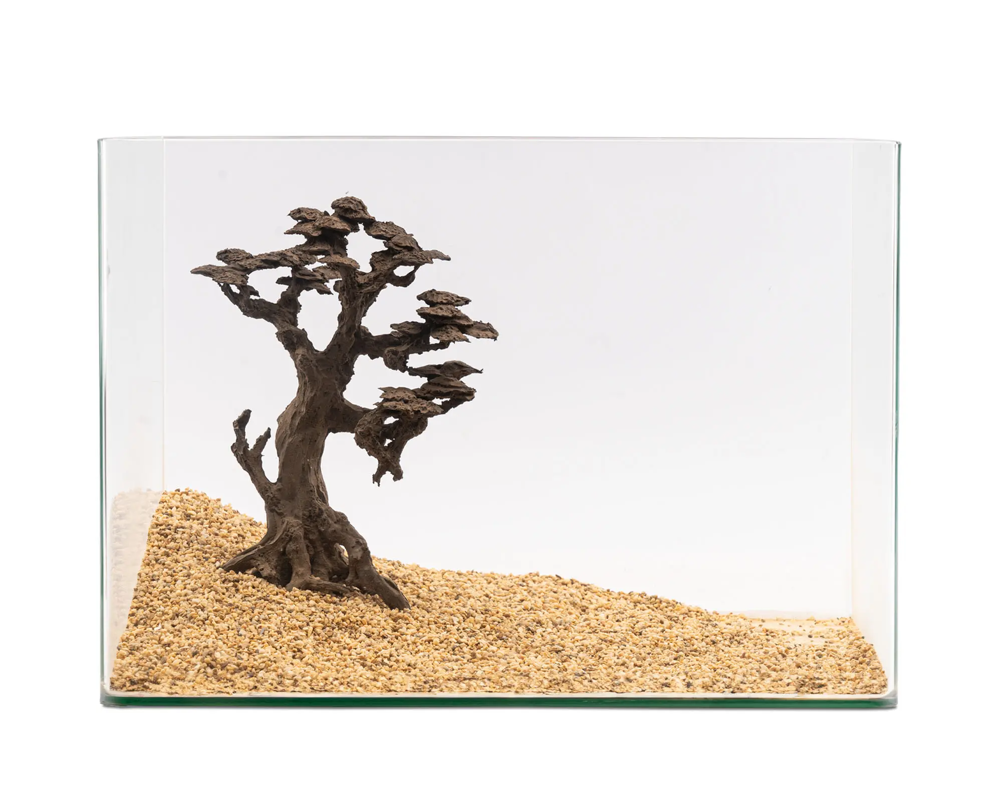 Moorkienwurzel Bonsai im Glasbecken