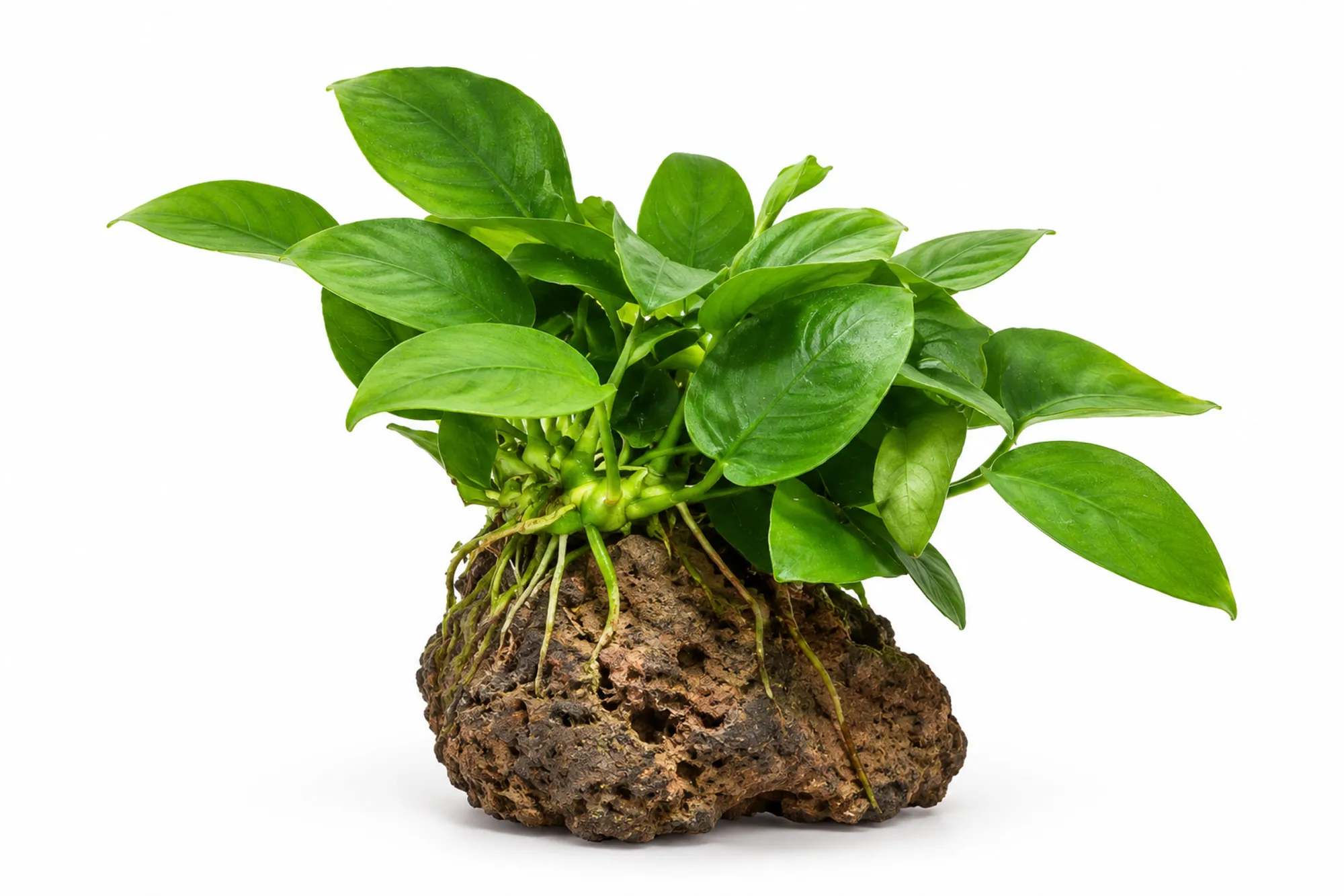 Zwergspeerblatt, Anubias nana, auf Lavastein 5-8 cm