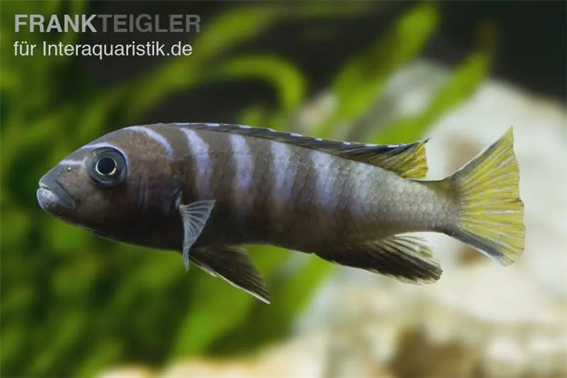 Mpanga Schmalbarsch, Pseudotropheus elongatus mpanga, 4-5 cm