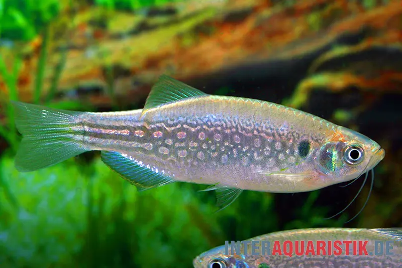 Schulterfleck-Bärbling, Danio dangila XL (D. meghalayensis)