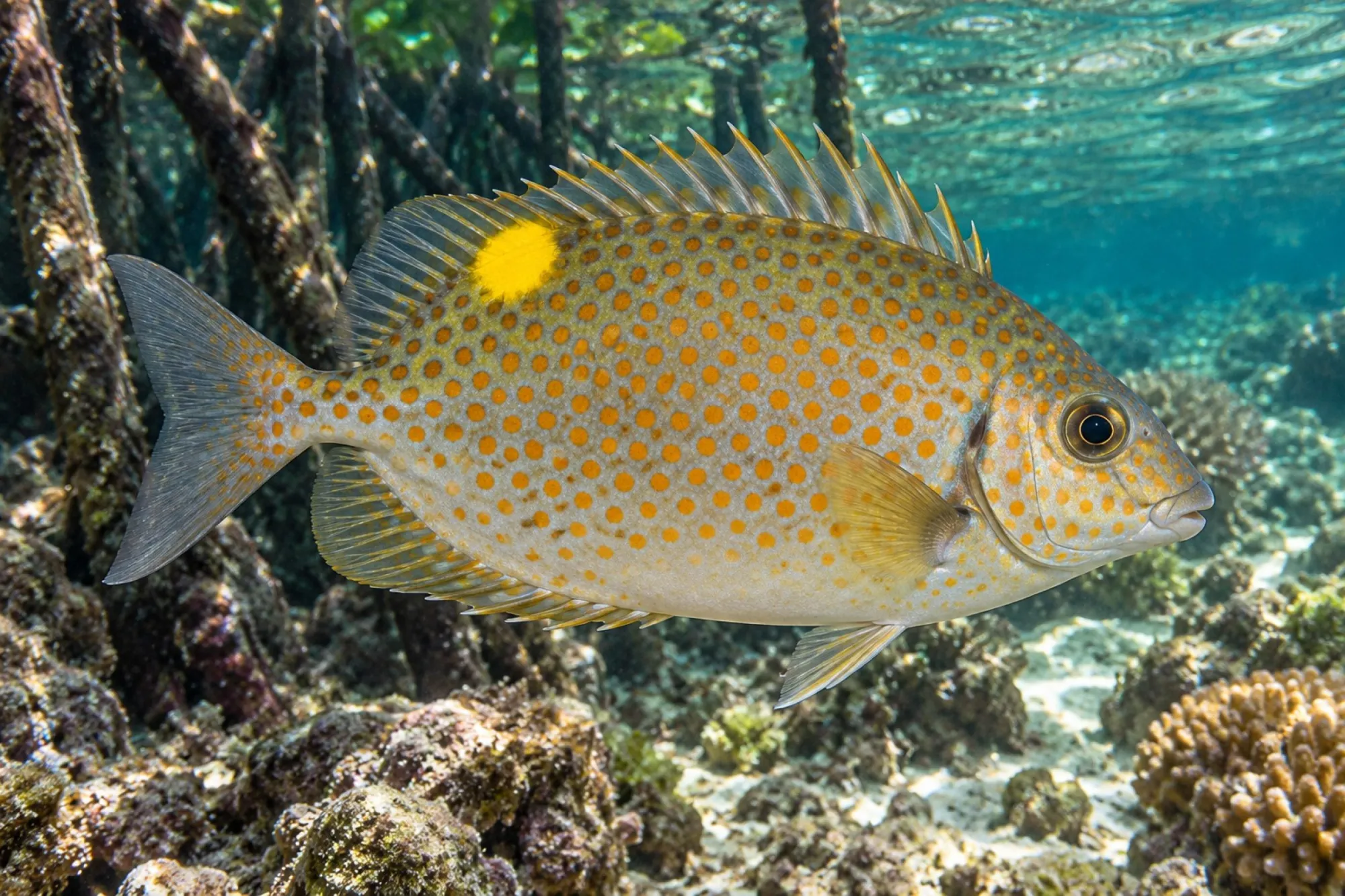 Goldtupfen-Kaninchenfisch Nachzucht, Siganus guttatus