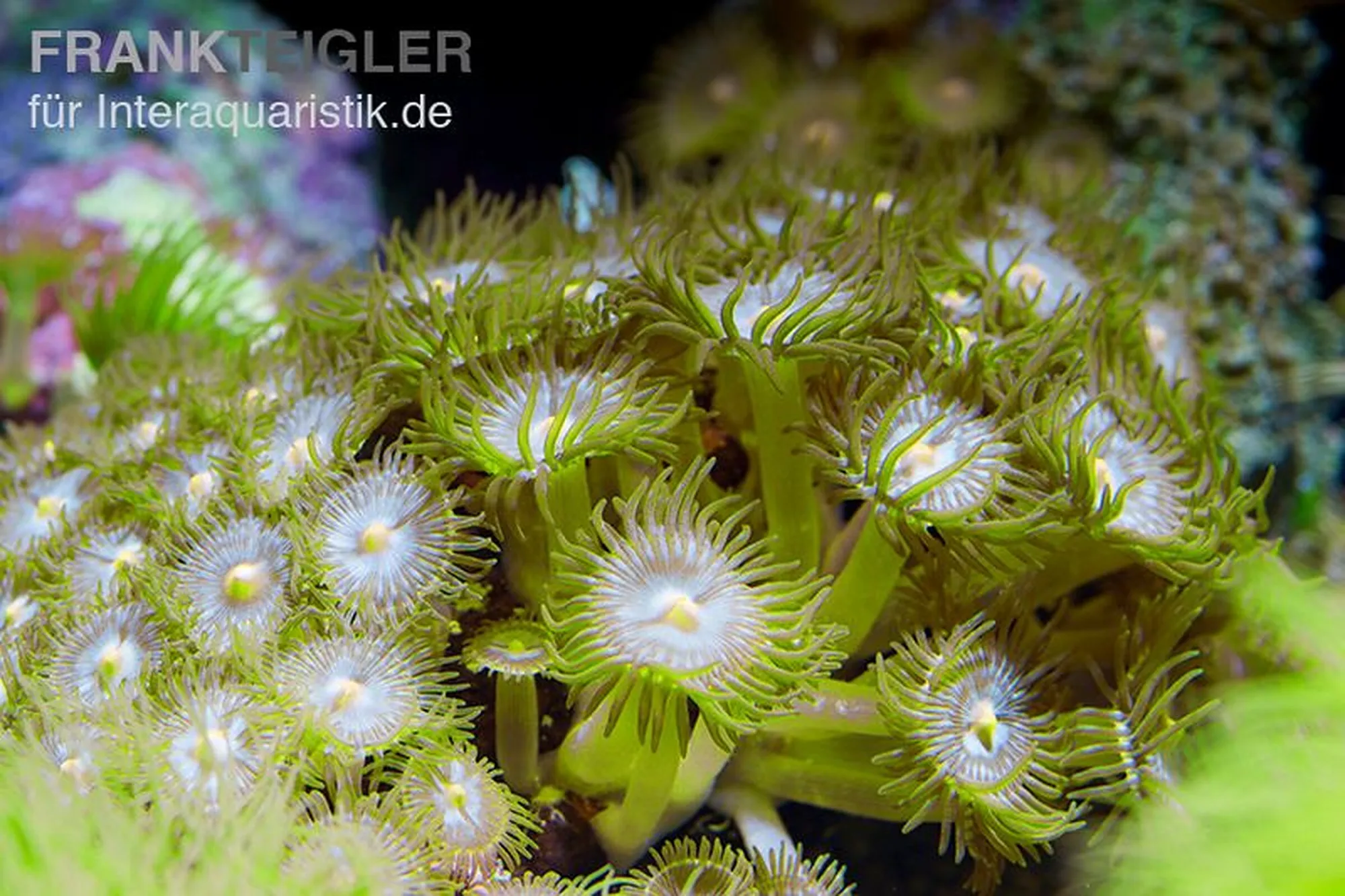 Grüne Krustenanemone, Protopalythoa spec., Größe M–L