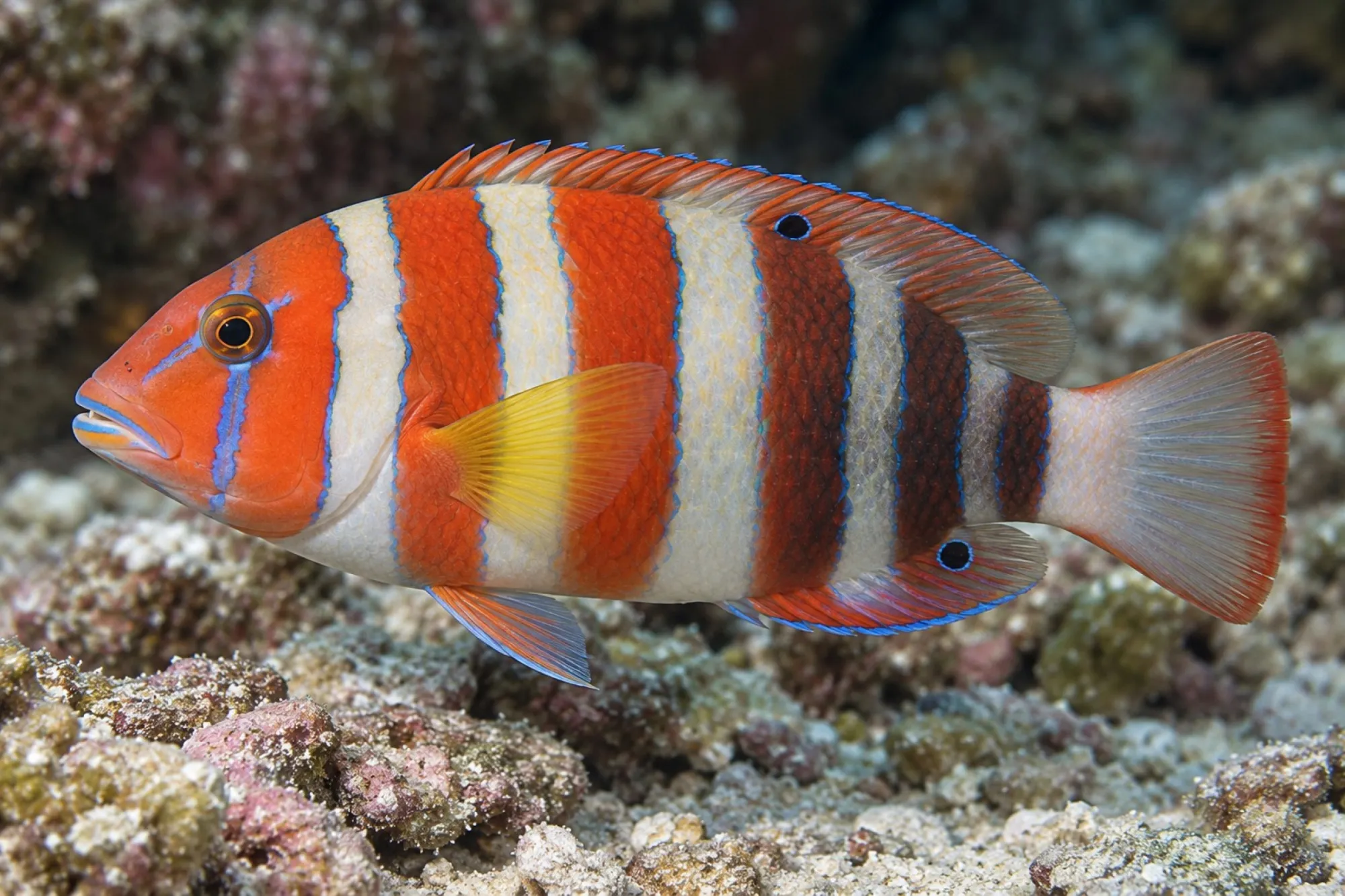 Harlekin Lippfisch, Choerodon fasciatus