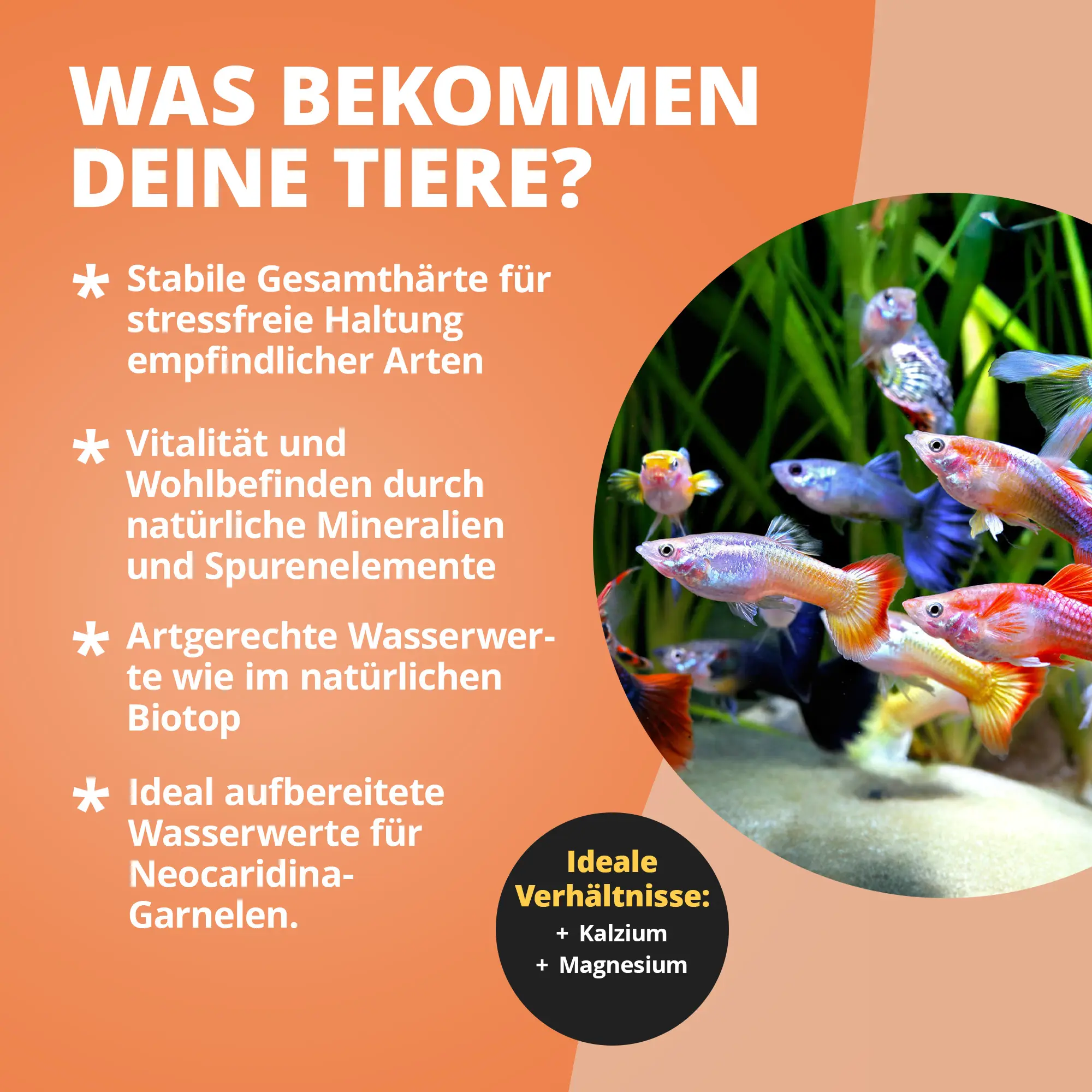 Bunte Guppys und Infotext zu idealen Wasserwerten