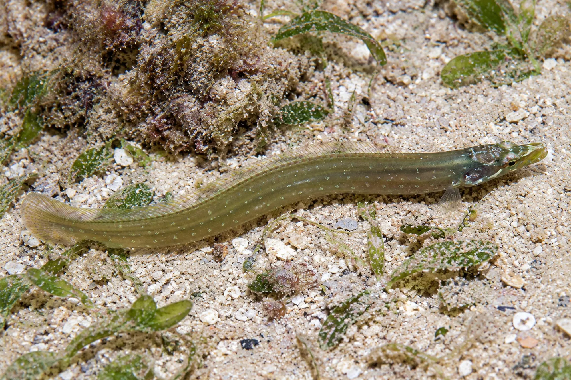 Grüner Aalbarsch, Congrogadus subducens