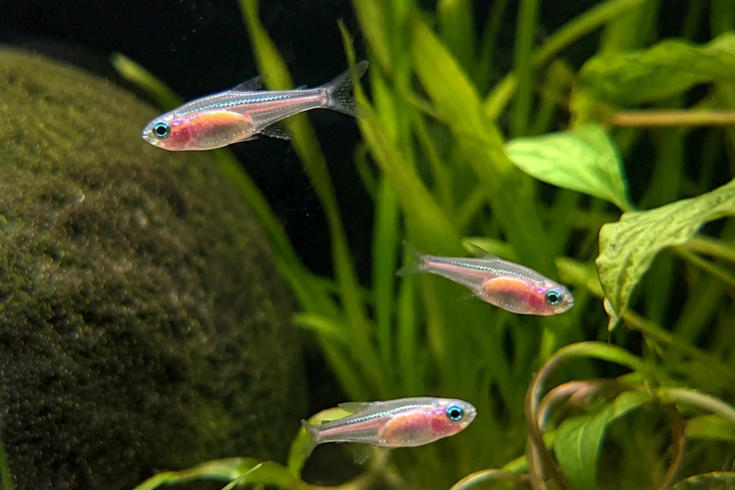 Nahaufnahme mehrerer oranger Neonsalmler (Paracheirodon innesi "Orange") im bepflanzten Gesellschaftsaquarium; lebhafte, friedliche Zuchtform des klassischen Neonsalmlers, ideal für weiches Wasser.